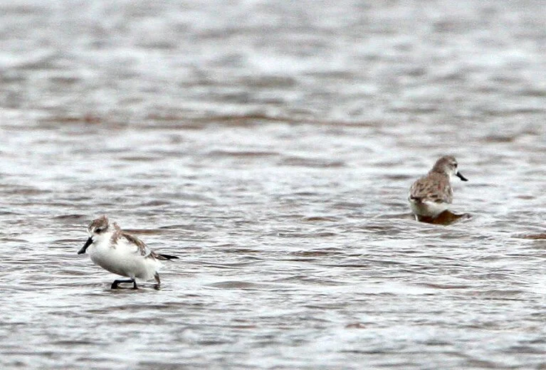 SANDPIPER - SPOON-BILLED SANDPIPER - Calidris pygmeus - PAK THALE PETCHABURI PROVINCE THAILAND (50).jpg