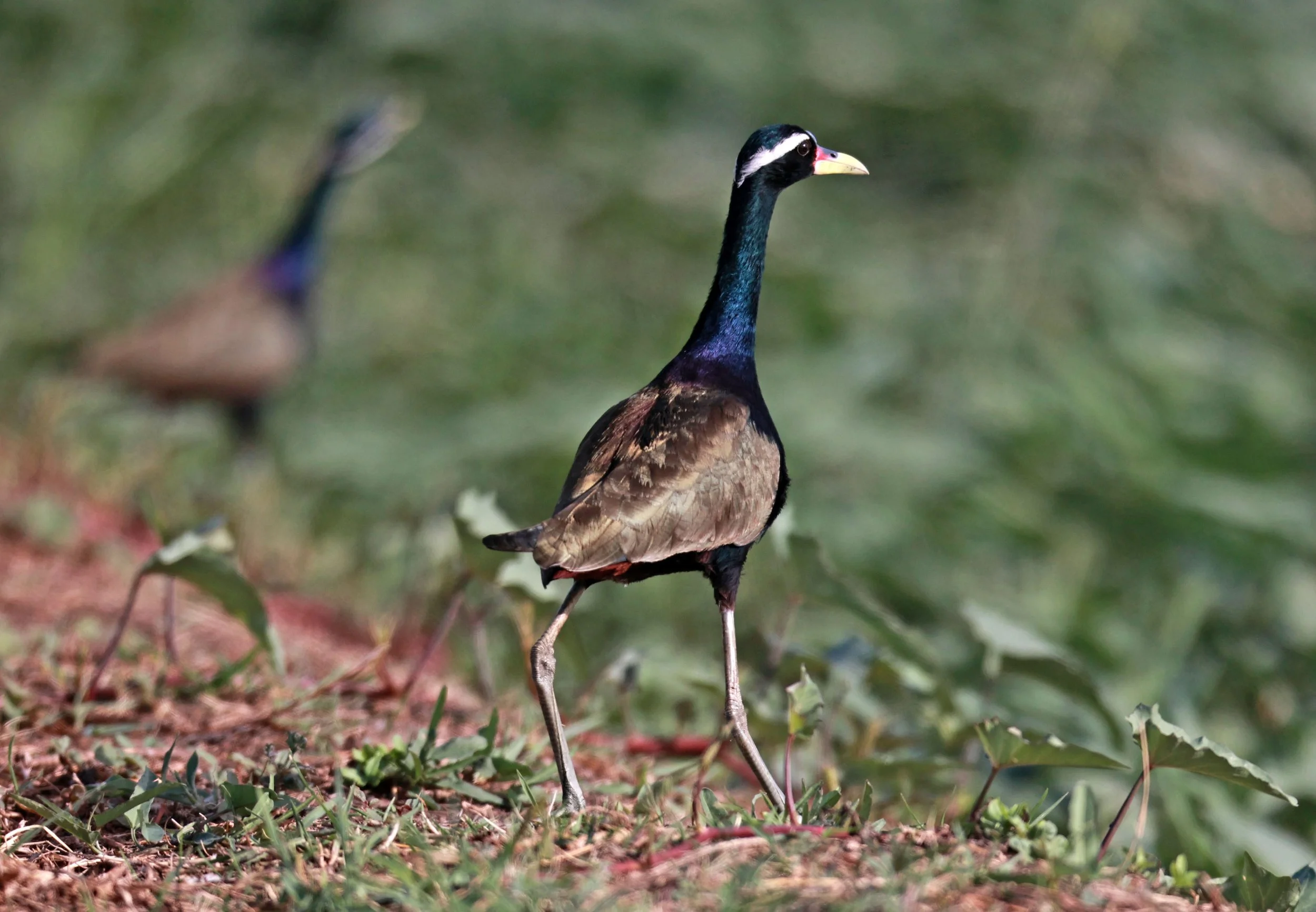JACANA - BRONZE-WINGED JACANA - Metopidius indicus - THAP YAO RICE FIELDS LAT KRABANG 23 November 2024 (19).jpg