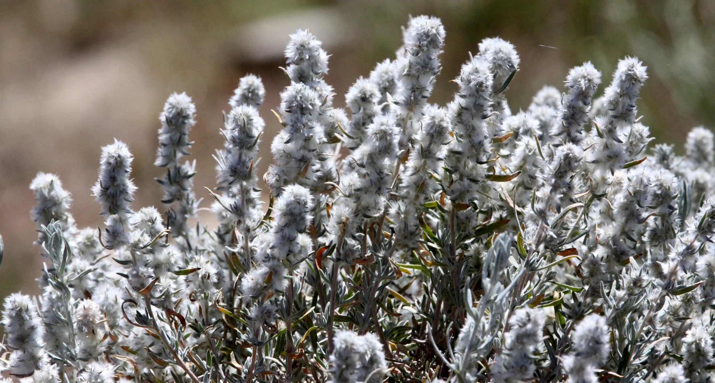 CHENOPODIACEAE - KRASCHENINNIKOVIA LANATA - WINTER FAT - CARRIZO PLAIN NATIONAL MONUMENT (2).JPG