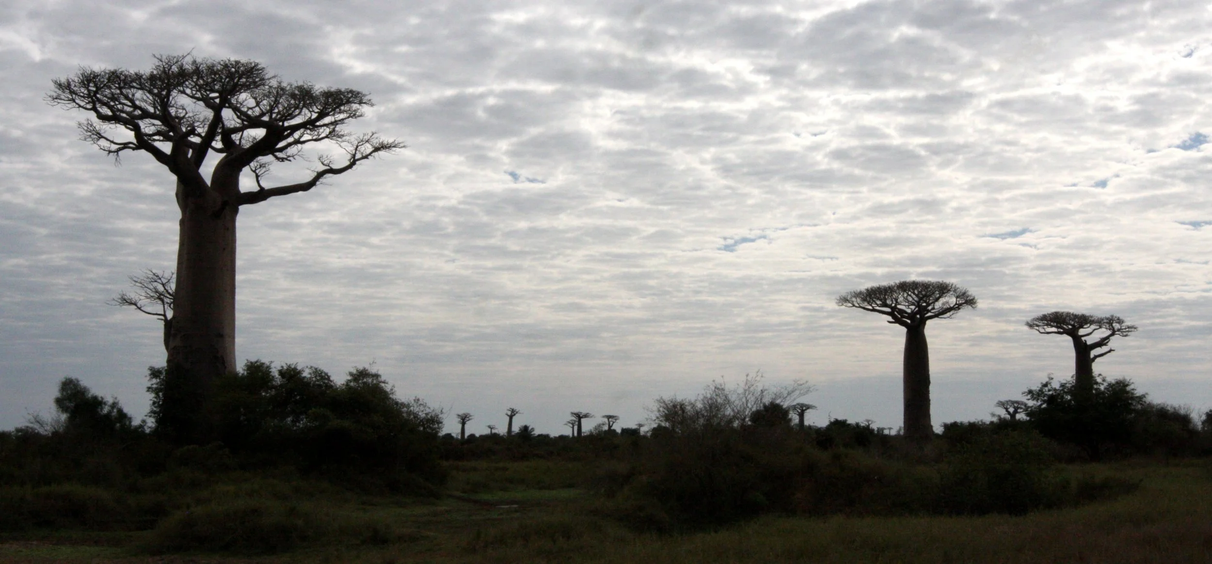 PLANT - BAOBAB - ADANSONIA GRANDIDIERI - MORONDAVA MADAGASCAR - SCENES WITH THE BAOBABS - ADANSONIA GRANDIDIERI (5).JPG