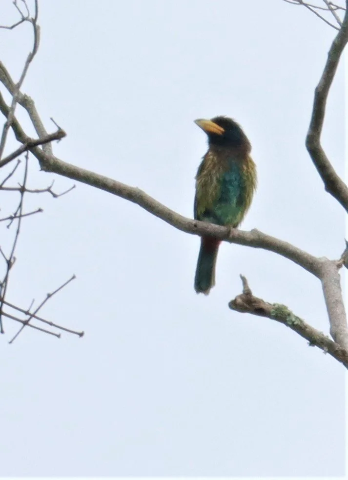 BARBET - GREAT BARBET - Psilopogon virens - DOI INTHANON JULY 2 2021 (10).jpg