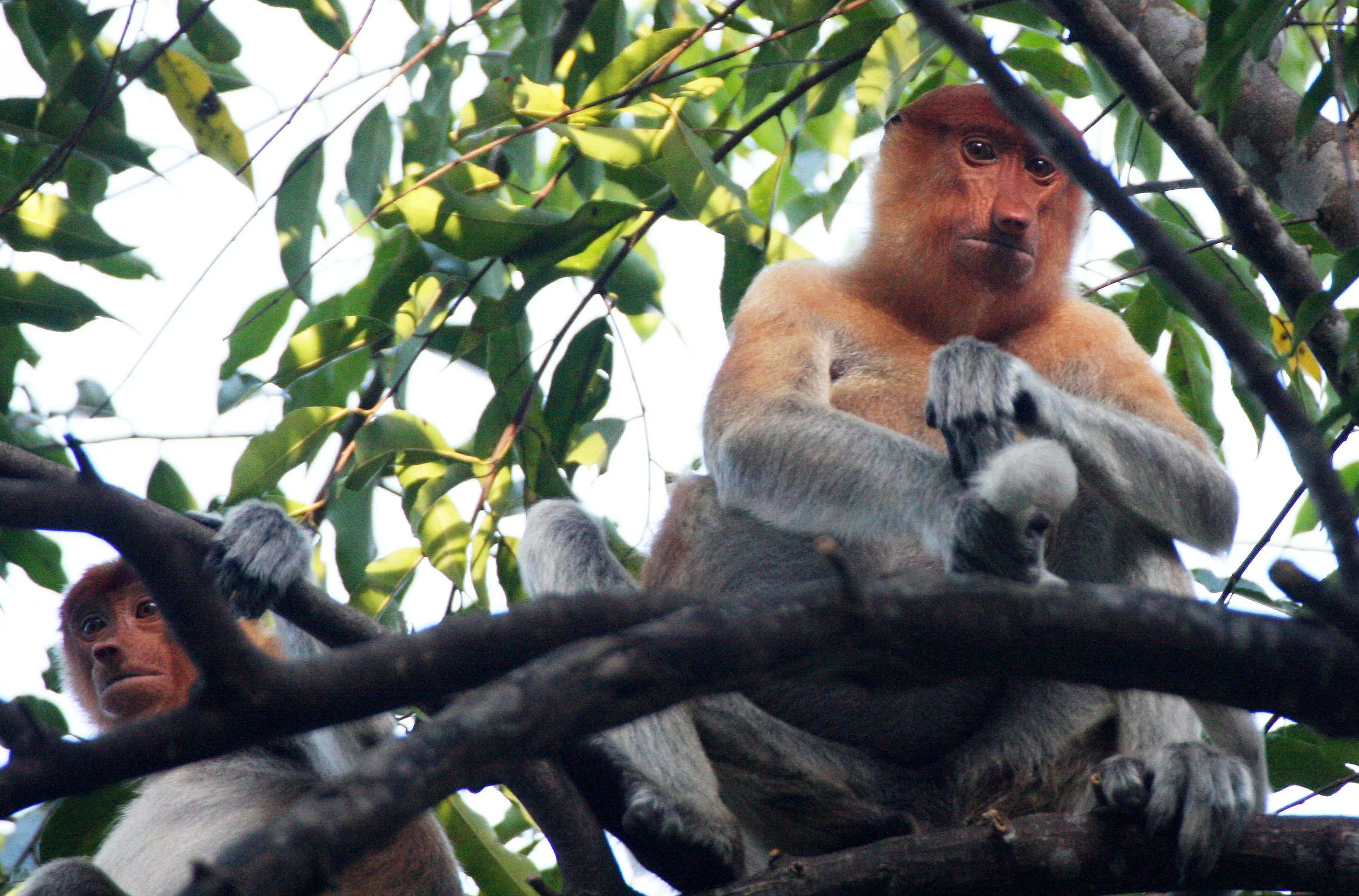 CERCOPITHECIDAE - Nasalis larvatus -PROBOSCIS MONKEY TROOP - KINABATANGAN RIVER BORNEO  (36).JPG