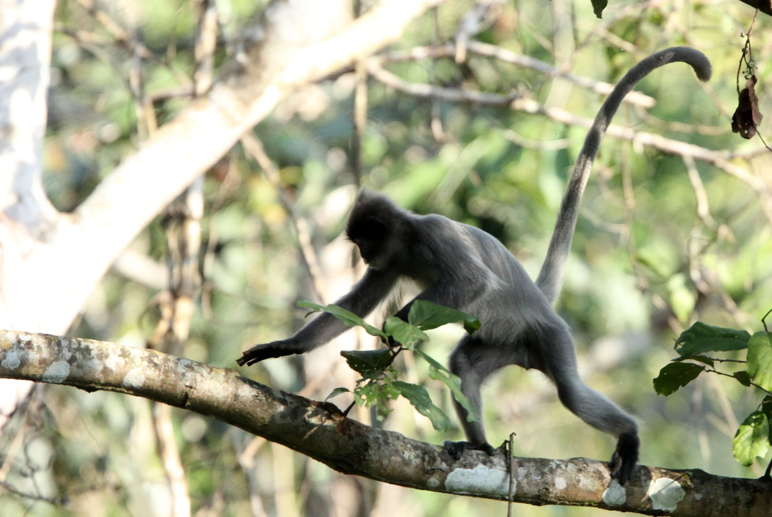 CERCOPITHECIDAE - Trachypithecus crepusculus - INDOCHINESE GRAY LANGUR - HUAI KHA KHAENG NATURE RESERVE - KAPOK KAPIEN STATION & MINERAL LICK - THAILAND (2).JPG
