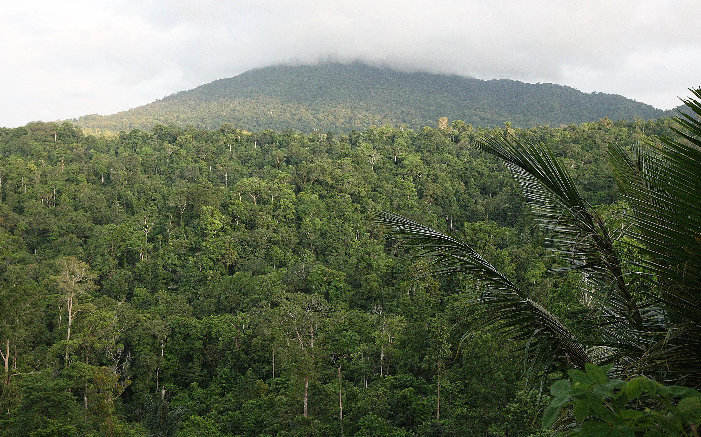 TANGKOKO NATIONAL PARK SULAWESI INDONESIA.JPG