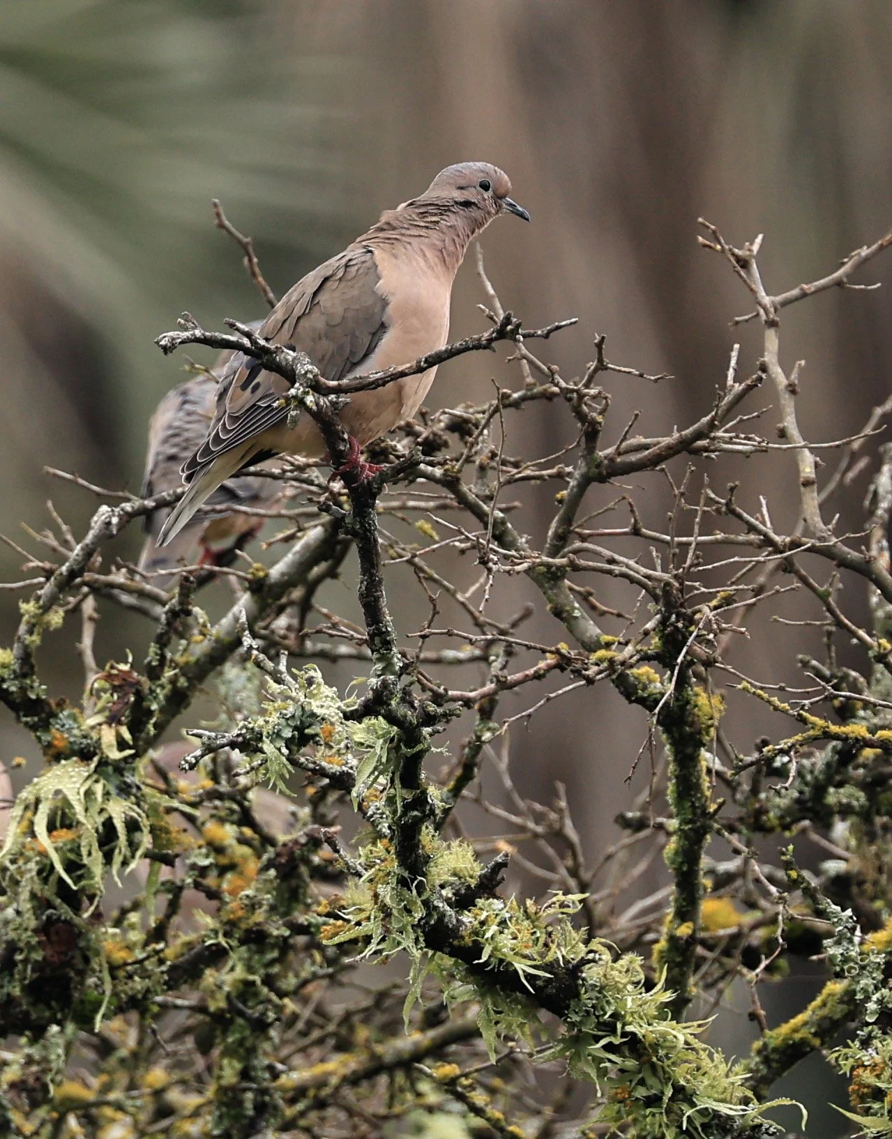 Eared Dove (Zenaida auriculata) El Palmar National Park, Entre Rios, Argentina (5).jpg