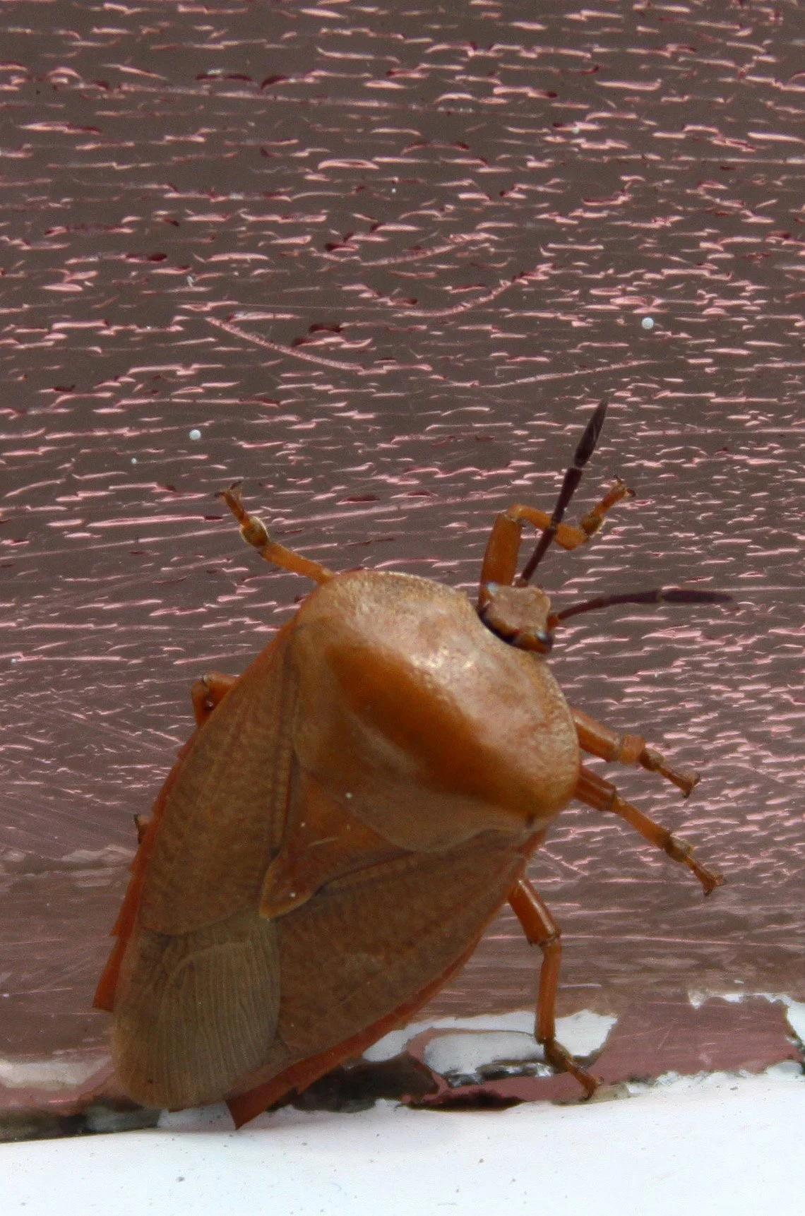 INVERT - HEMIPTERA - MAI PO WETLANDS HONG KONG.JPG