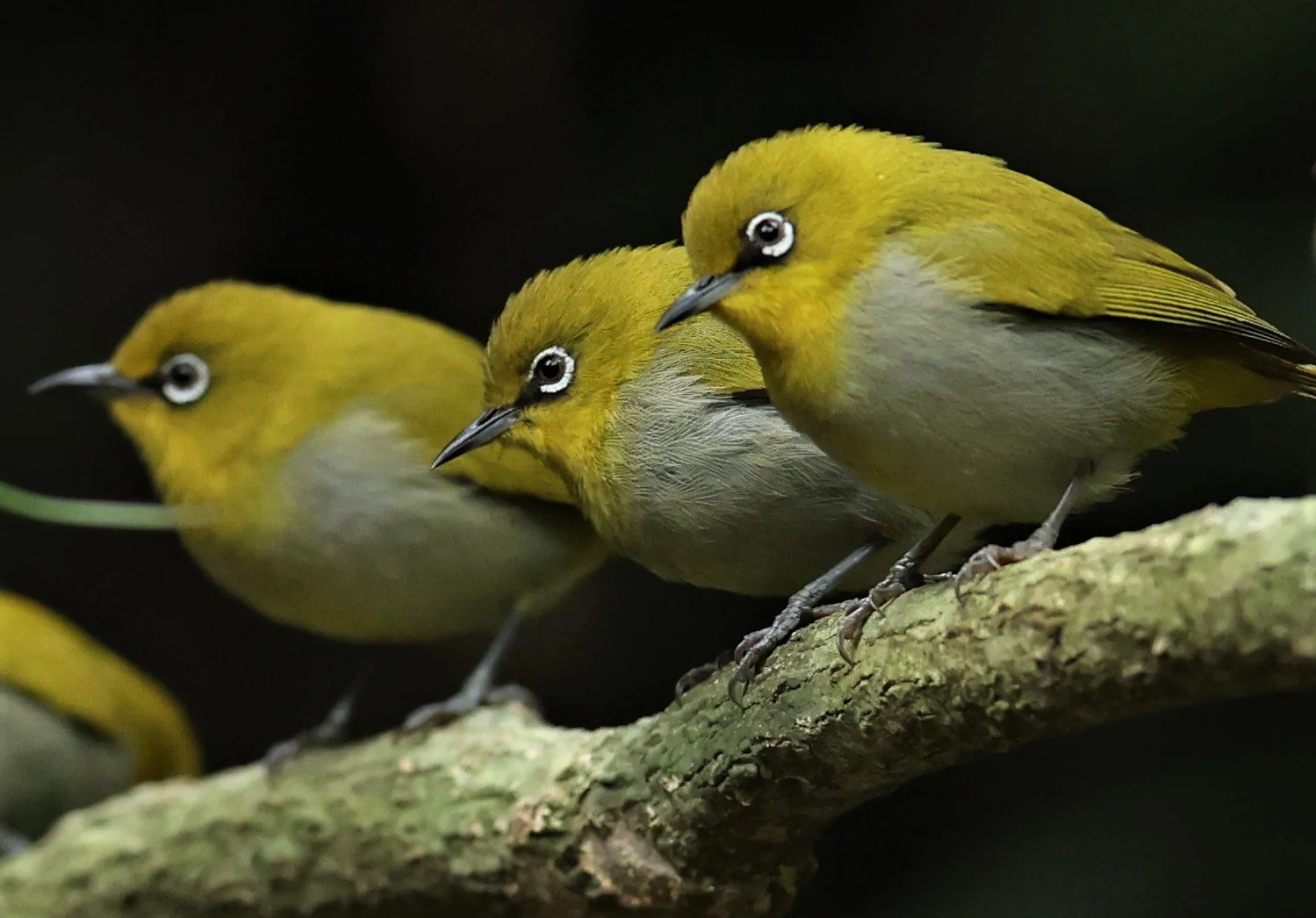 Indian White-eye (Zosterops palpebrosus) Doi Inthanon NP Chiang Mai (14).JPG