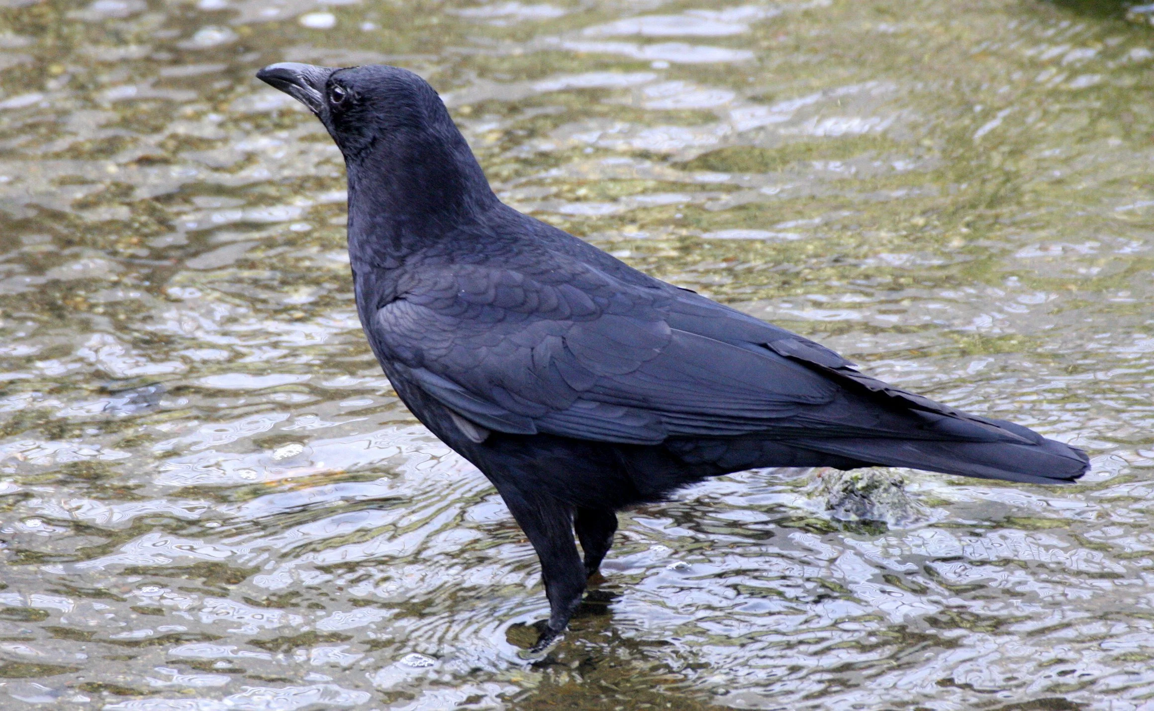 BIRD - CROW - CARRION CROW - KYOTO JAPAN.JPG