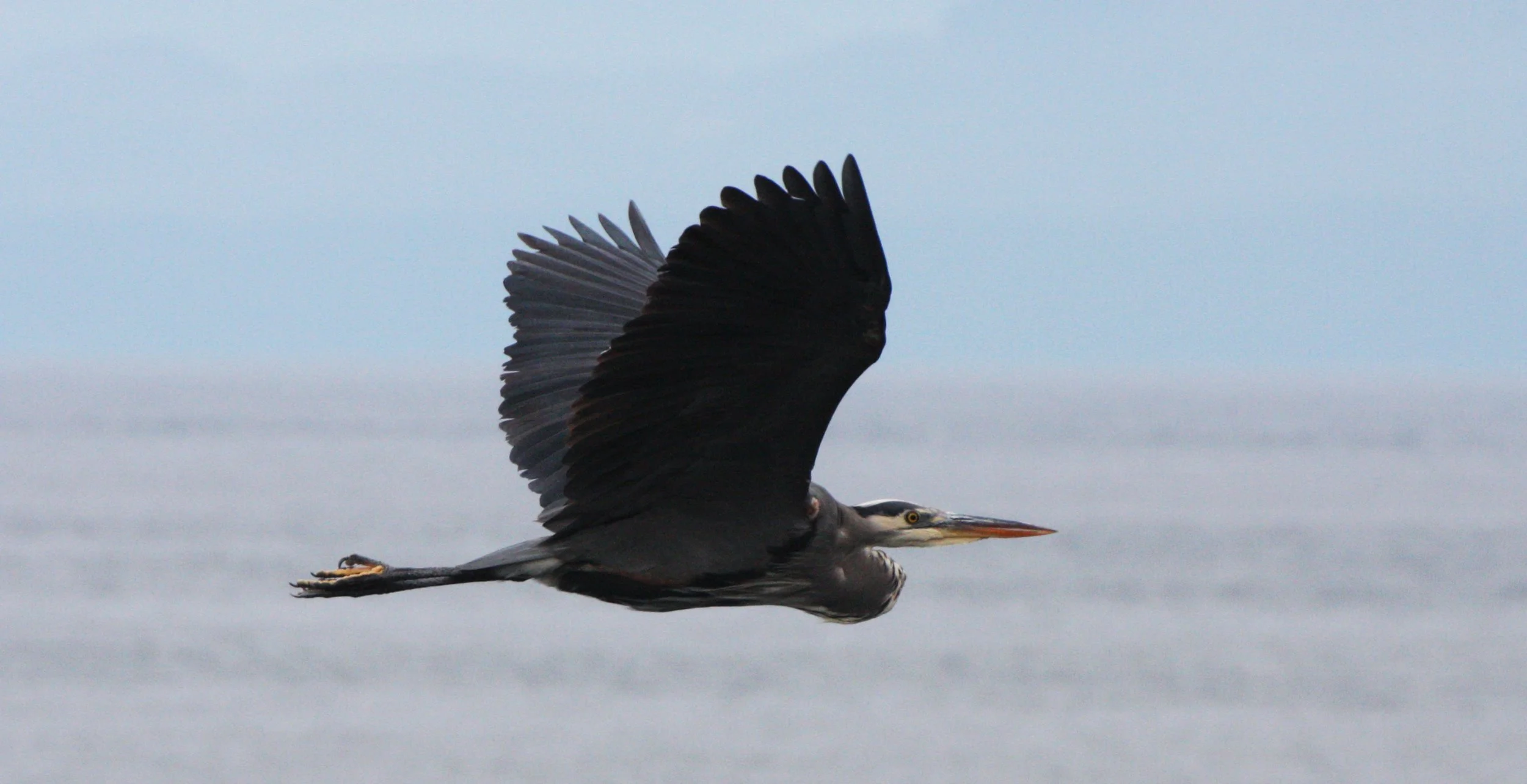 HERON - GREAT BLUE HERON- Ardea herodias - CAPE FLATTERY WASHINGTON (19).JPG