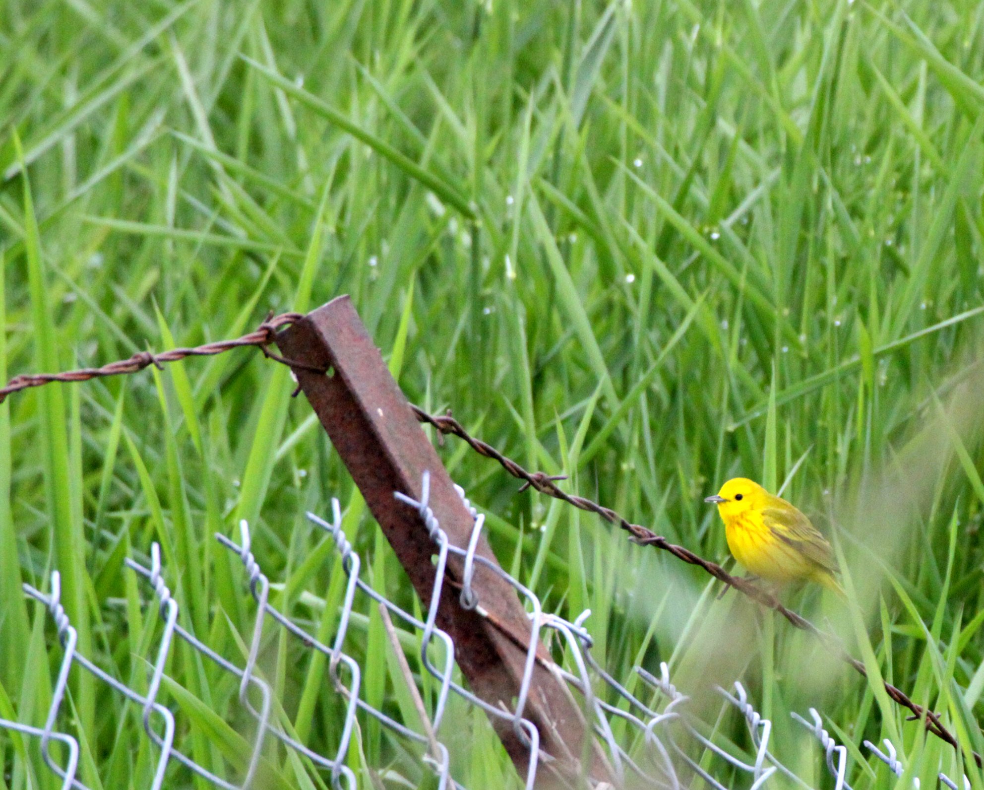 American Goldfinch (Spinus tristis) Somemos Marsh, Vancouver Island, Canada (2).JPG