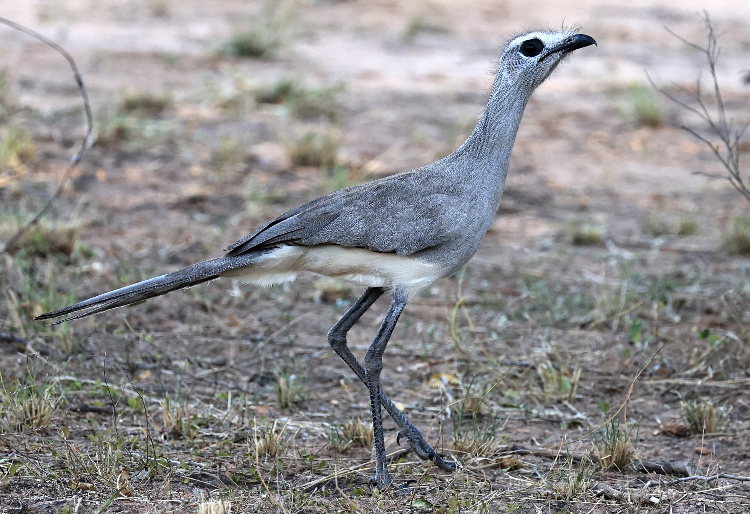 Black-legged Seriema (Chunga burmeisteri) Parque Nacional Teniente Agripino Enciso (36).jpg