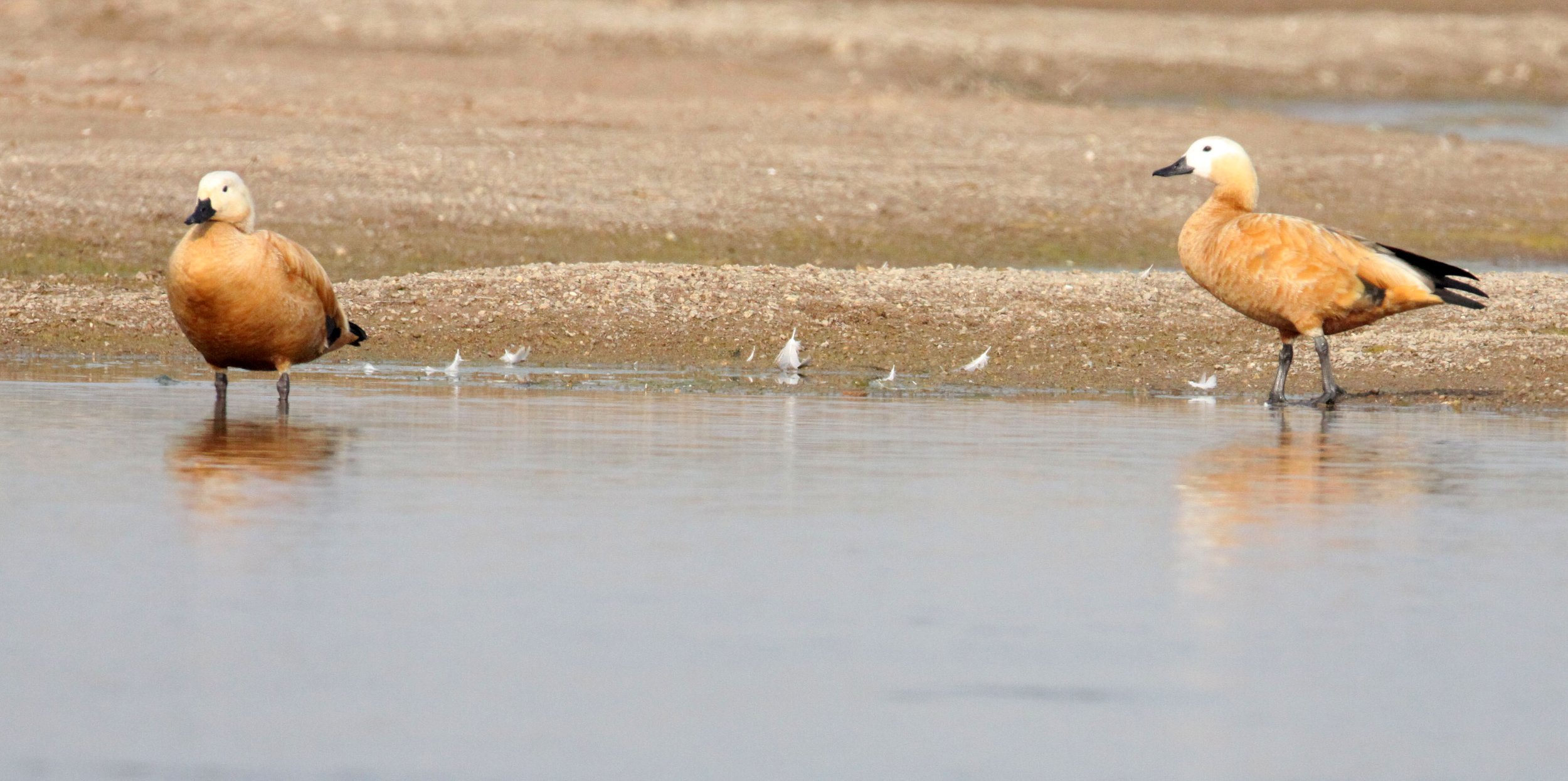 SHELDUCK - RUDDY SHELDUCK  - Tadorna ferruginea - CHAMBAL RIVER SANCTUARY INDIA (14).JPG