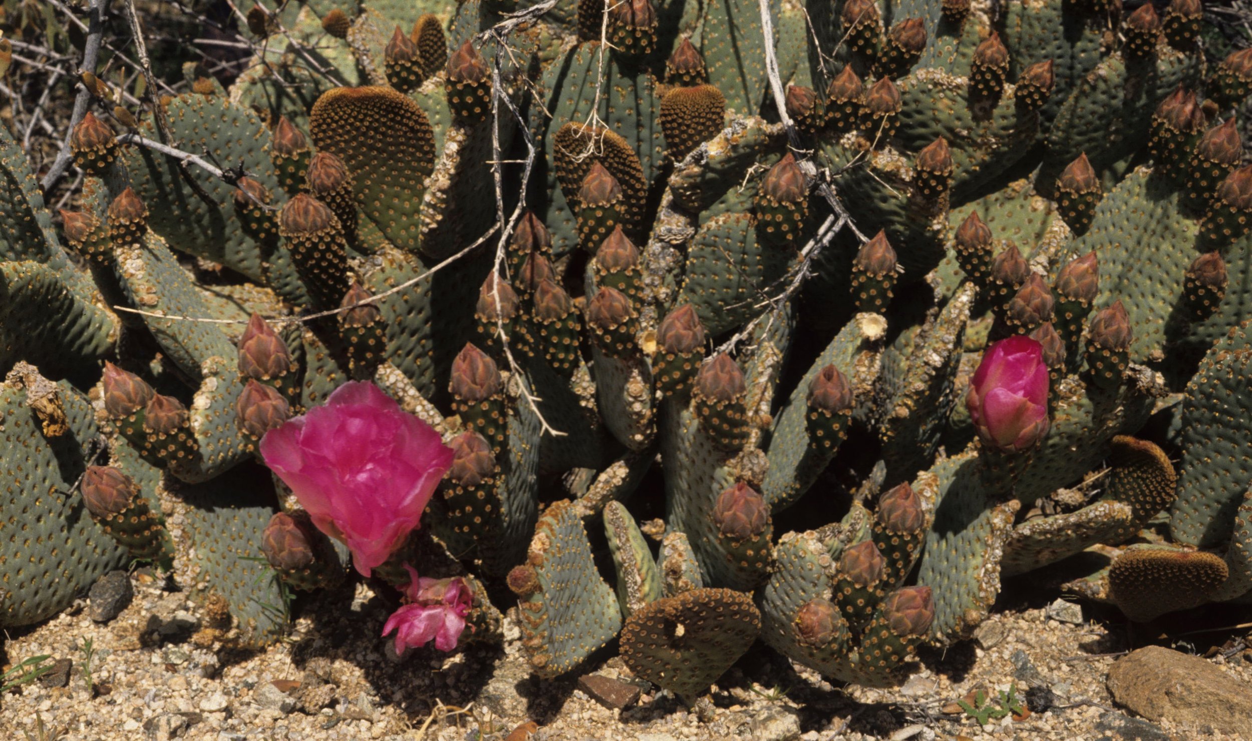 ANZA BORREGO - CACTACEAE - OPUNTIA BASILARIS IN BLOOM.jpg