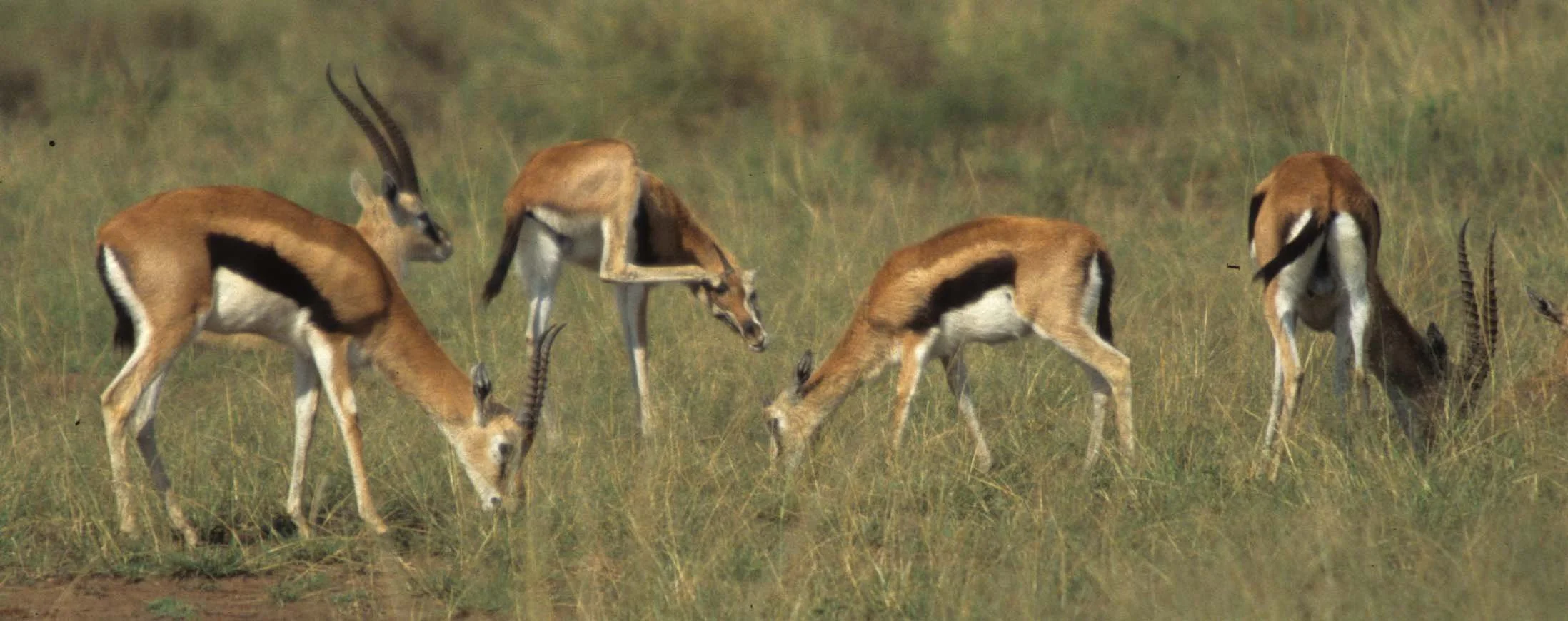 BOVID - GAZELLE - THOMSONS - SERENGETI (9).jpg