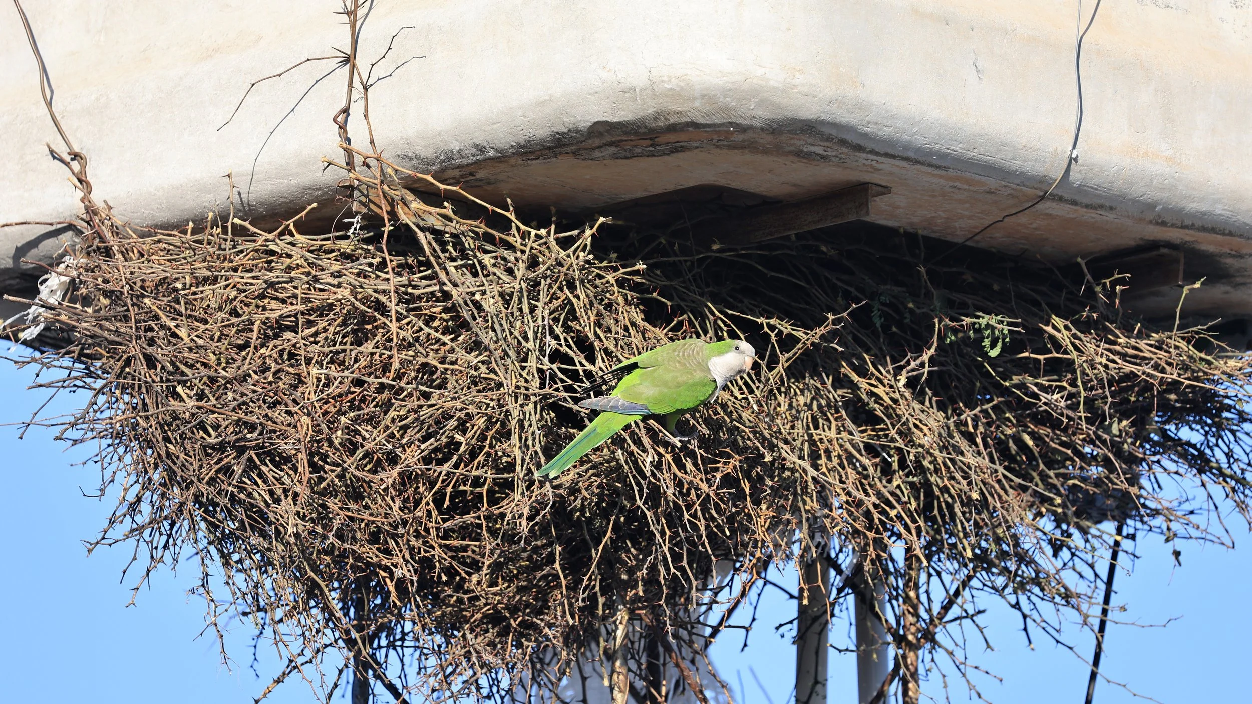 Monk Parakeet (Myiopsitta monachus) Fortin Toledo Paraguay (13).jpg