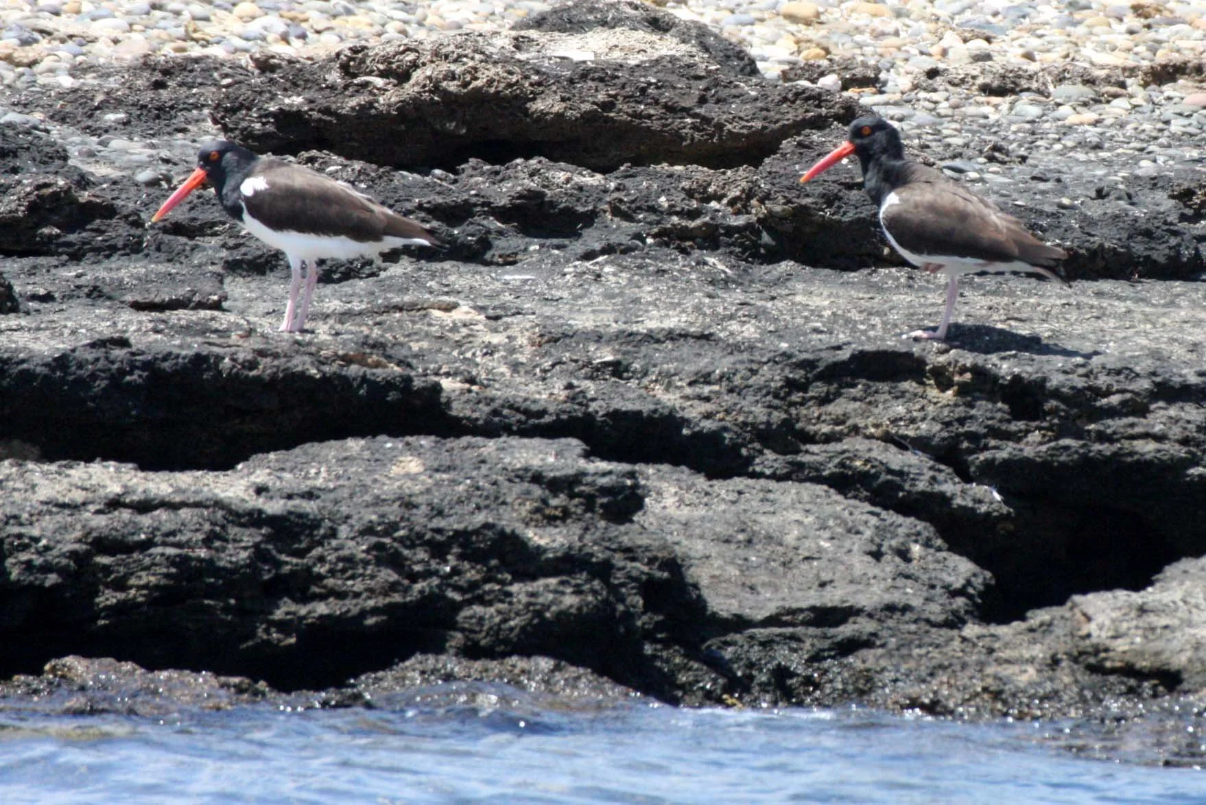 American Oystercatcher (Haematopus palliatus) San Ignacio Lagoon Baja Mexico (9).JPG