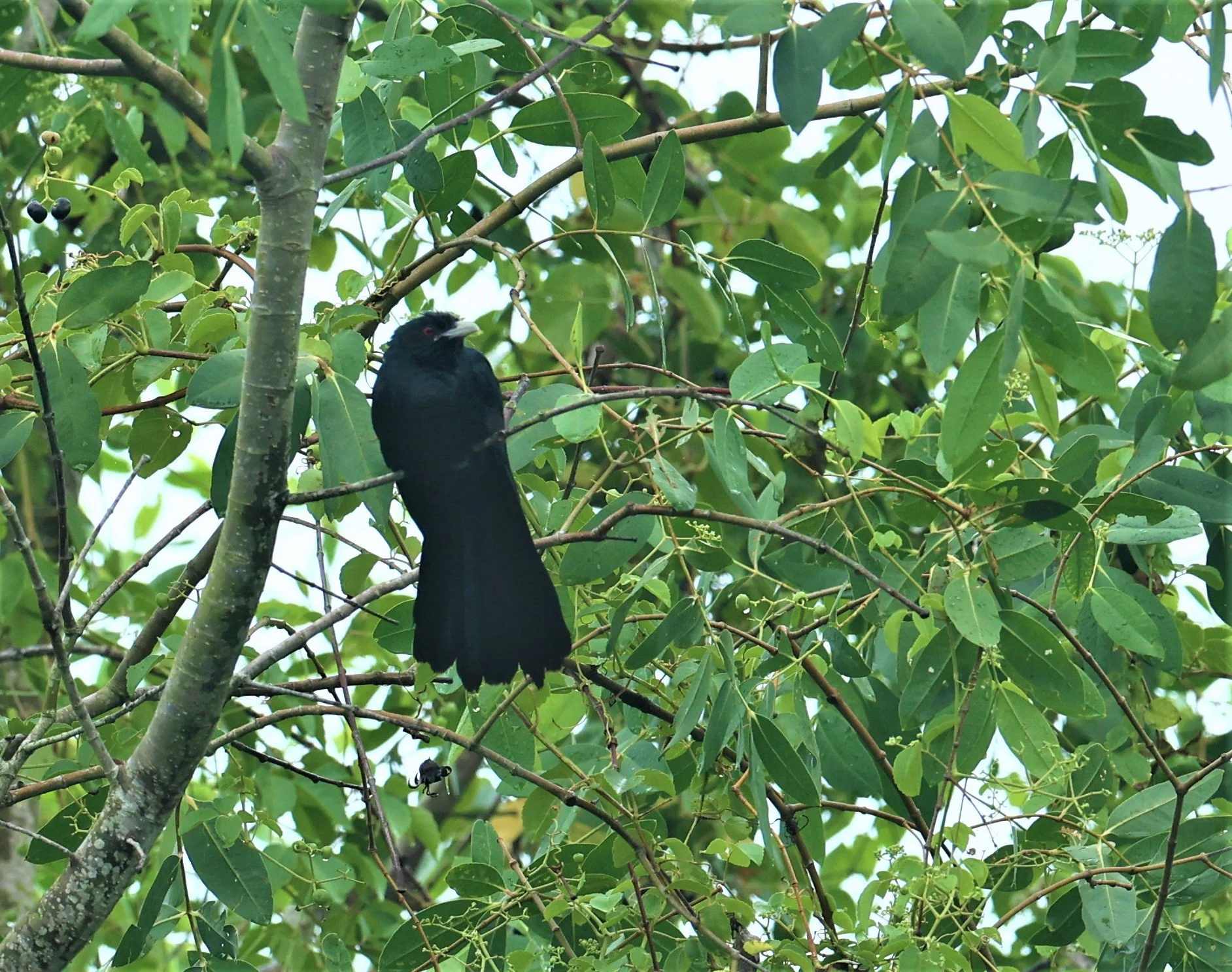 Asian Koel (Eudynamys scolopacea) Pak Phayun Distric, Patthalung (1).jpg