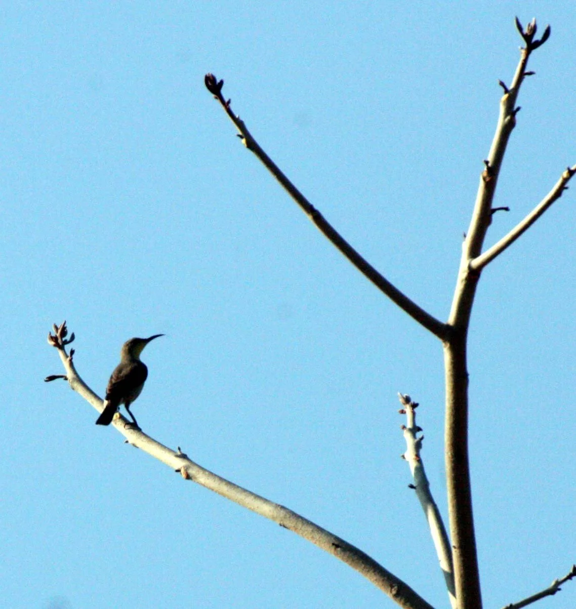 SUNBIRD - OLIVE-BACKED SUNBIRD - Nectarinia jugularis - KHAO SAM ROI YOT THAILAND (3).JPG
