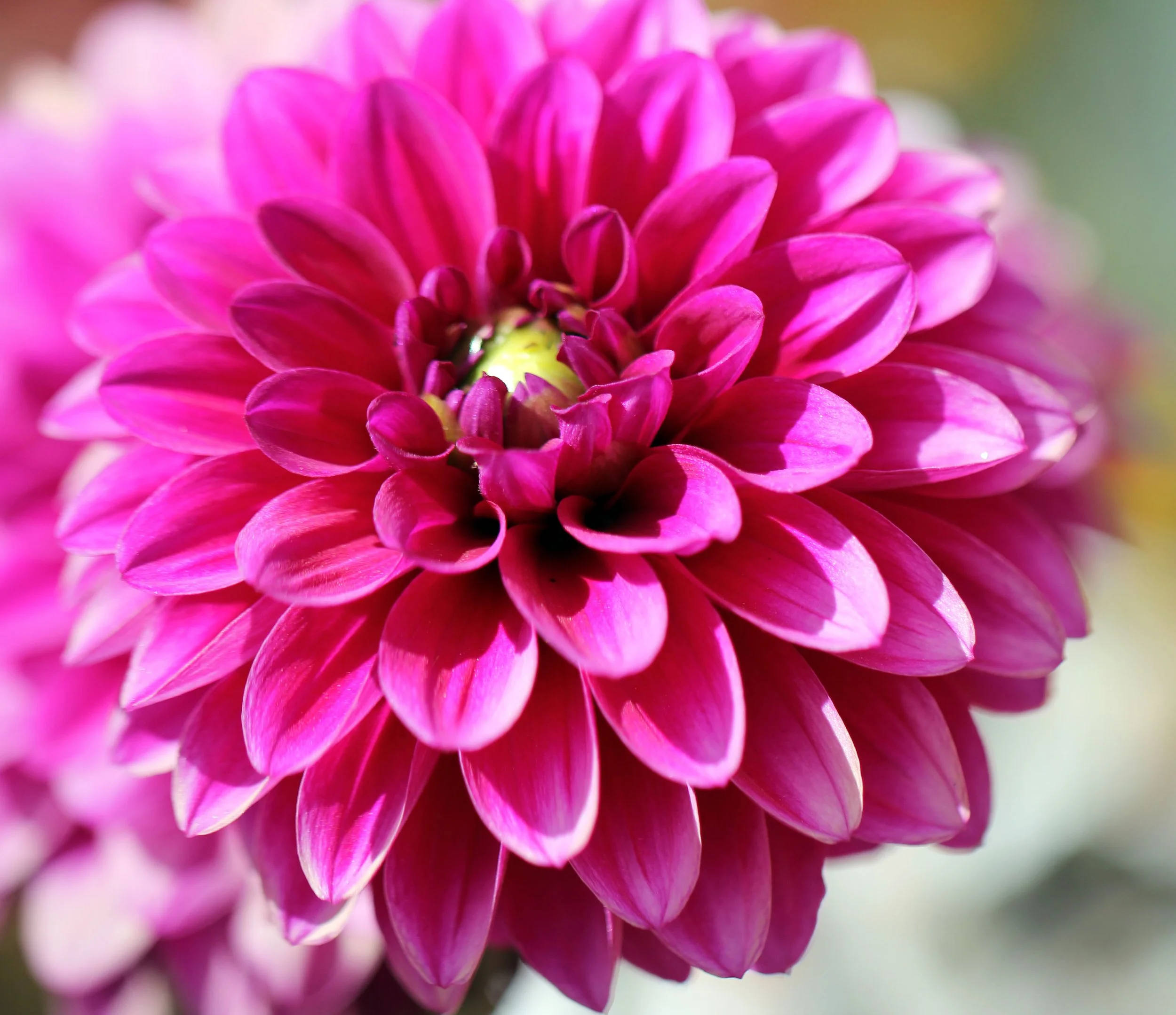 LEH, LADAKH INDIA - SNOW LEOPARD EXPEDITION (28).JPG