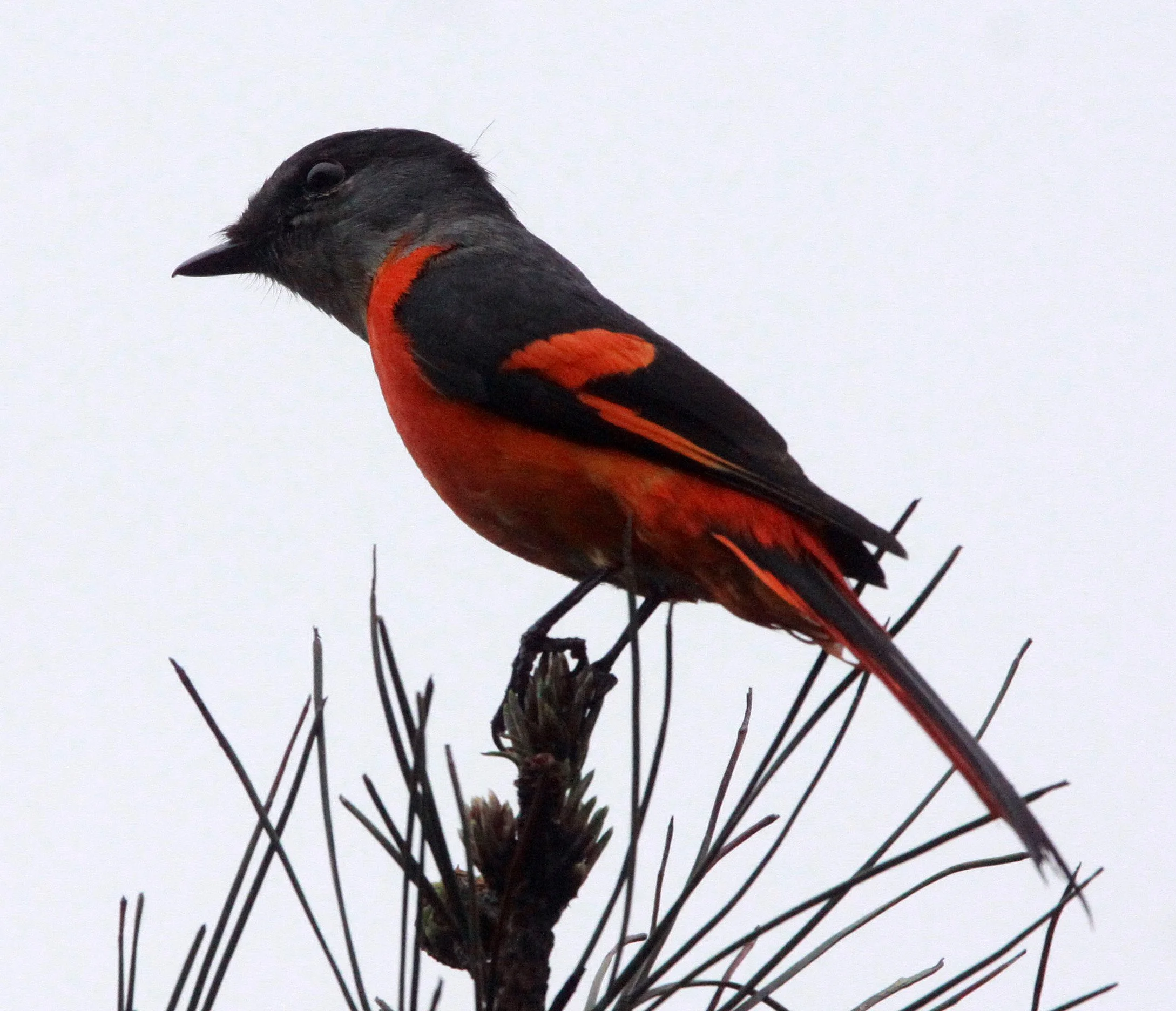 Gray-chinned Minivet (Pericrocotus solaris) Anhui Province China (4).JPG