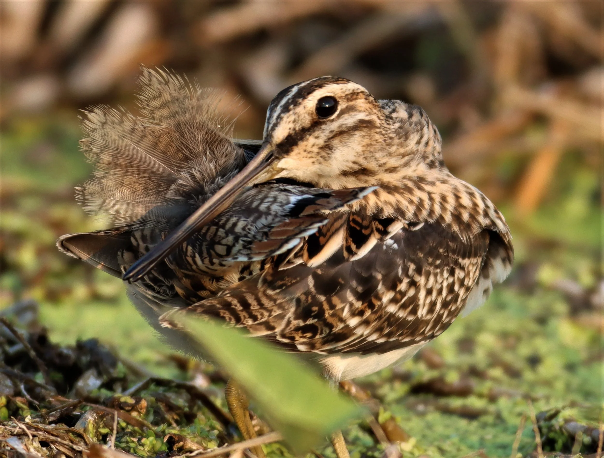 SNIPE - COMMON SNIPE - Gallinago gallinago - LAT KRABANG WETLANDS NEAR BKK (44).jpg