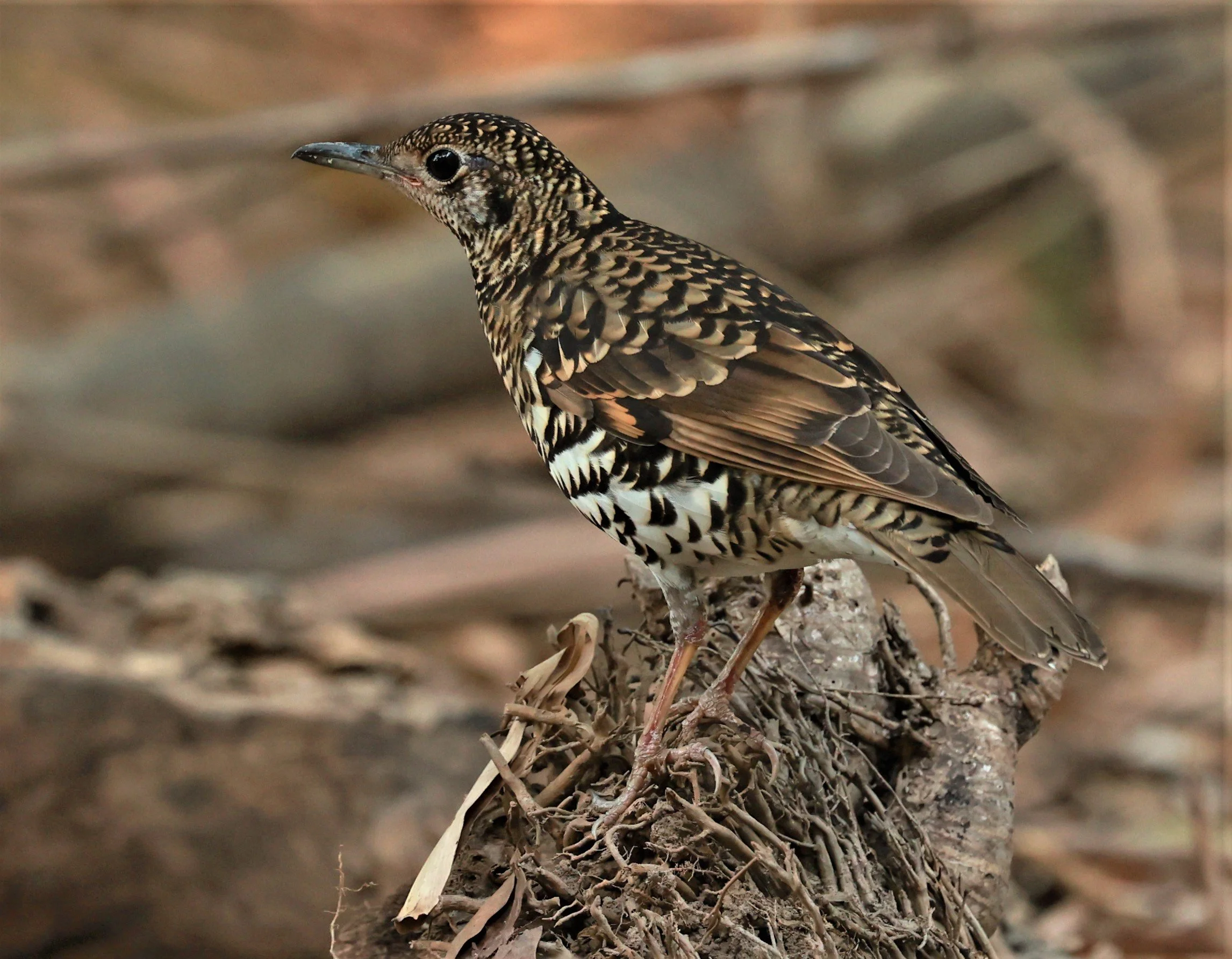 White's Thrush (Zoothera aurea) Putthamonthon Park Nakhon Pathom Thailand (77).jpg