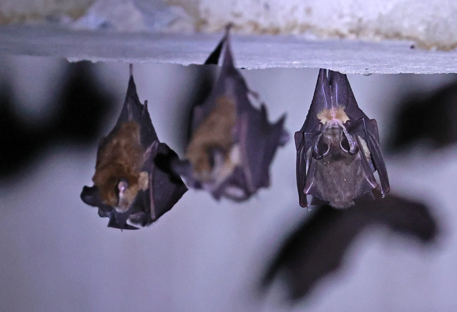 Hipposideros gentilis 