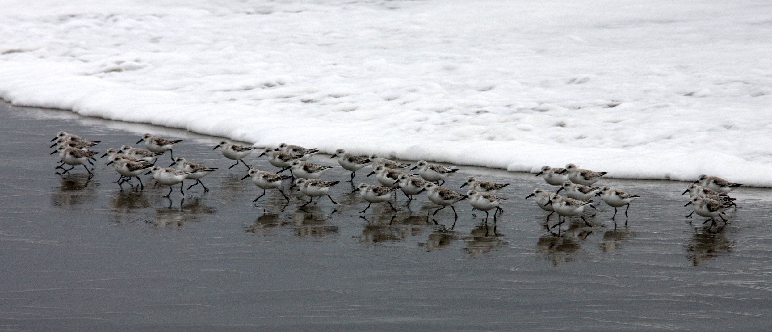 BIRD - SANDERLINGS - SUNSET BEACH STATE BEACH CALIFORNIA (5).JPG