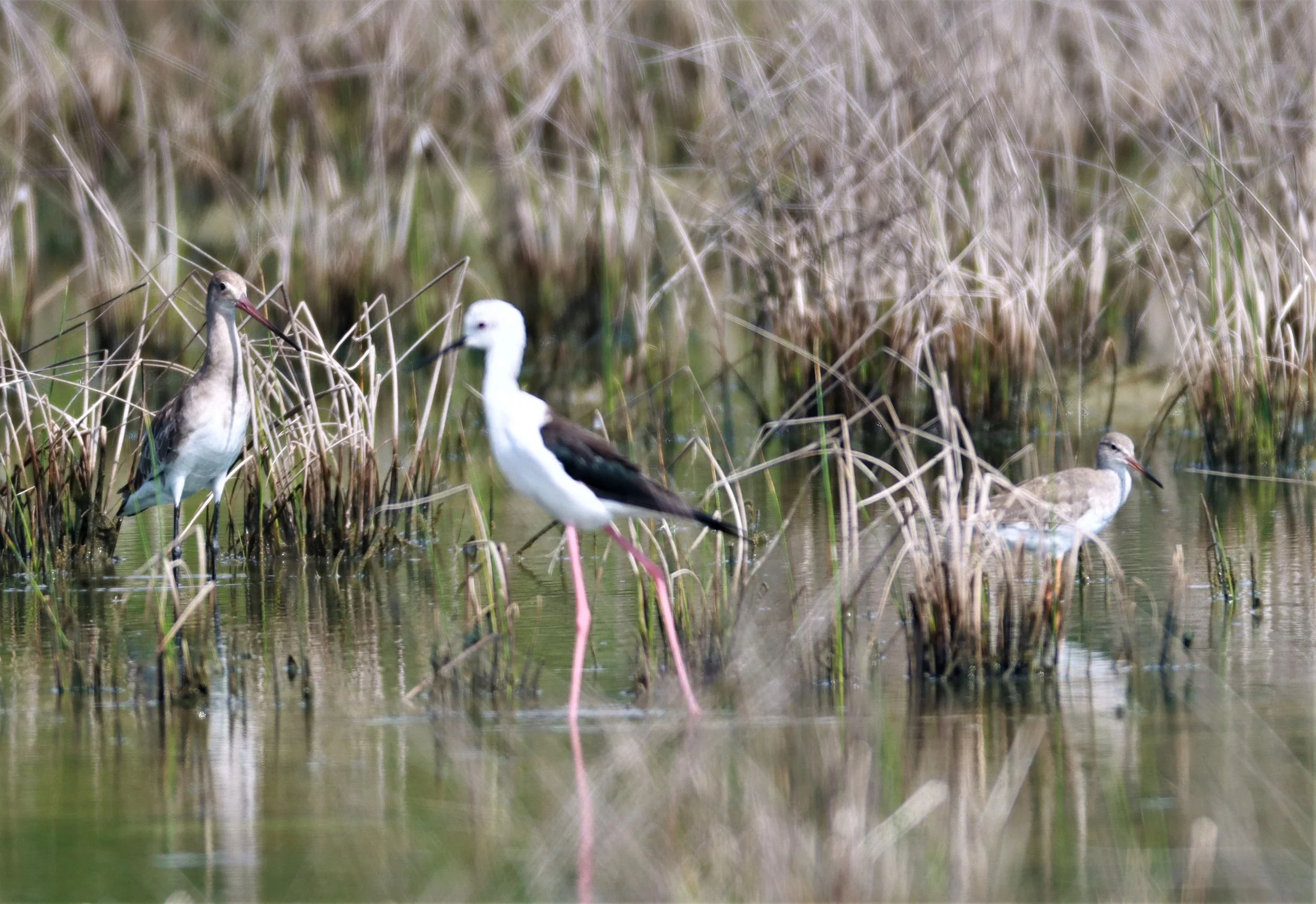 GODWIT - BLACK-TAILED GODWITS (EASTERN) - Limosa limosa -  WITH COMMON REDSHANG - KHLONG TAMRU CHONBURI.jpg