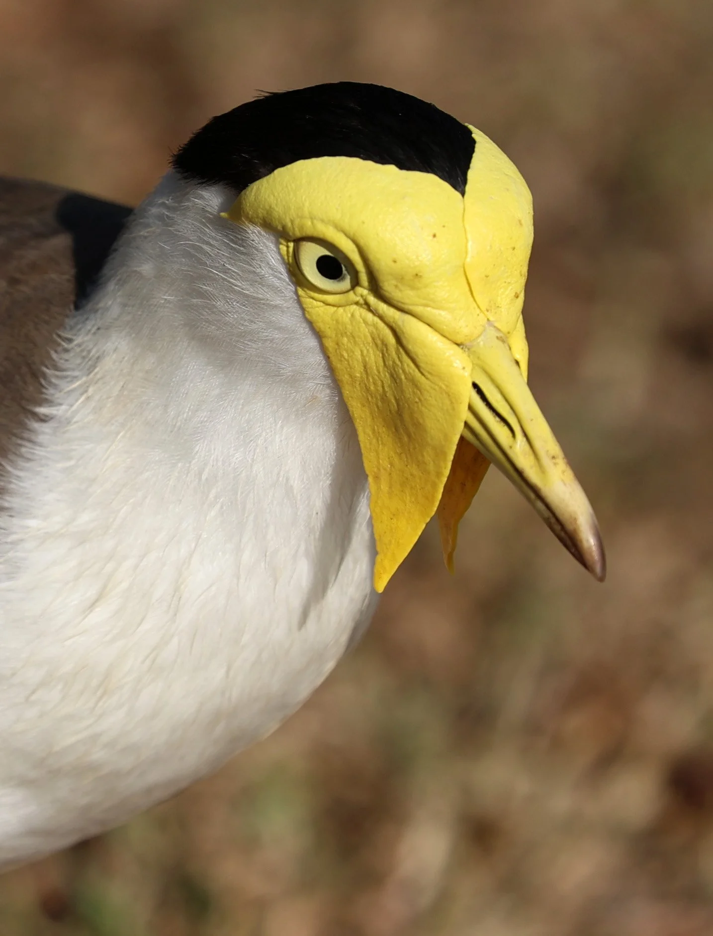 Masked Lapwing (Vanellus miles) Rottnest Island - Western Australia (10).jpg
