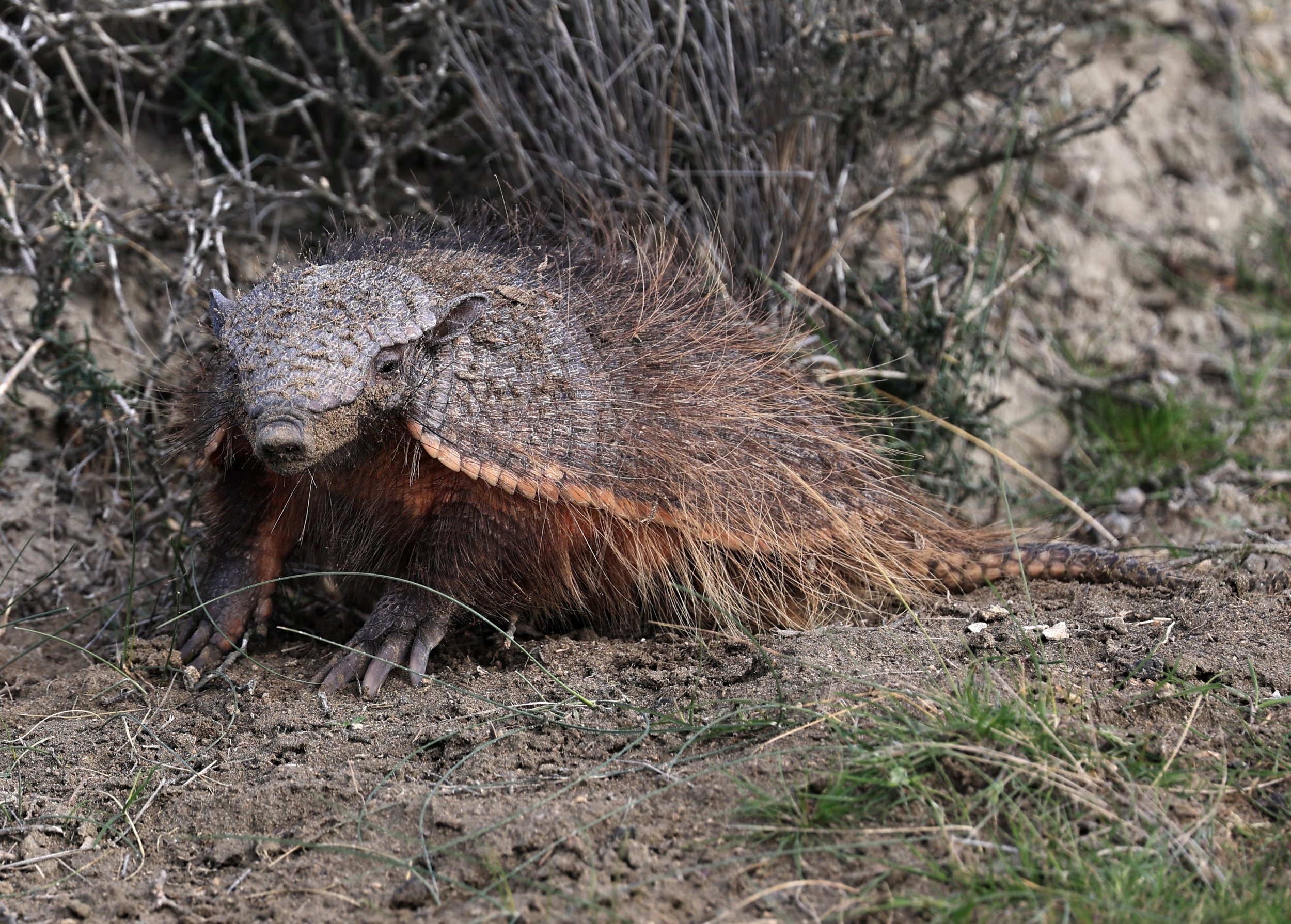Large Hairy Armadillo Chaetophractus villosus) Valdes Peninsula, Chubut Province, Argentina Day 2 ( (70).jpg