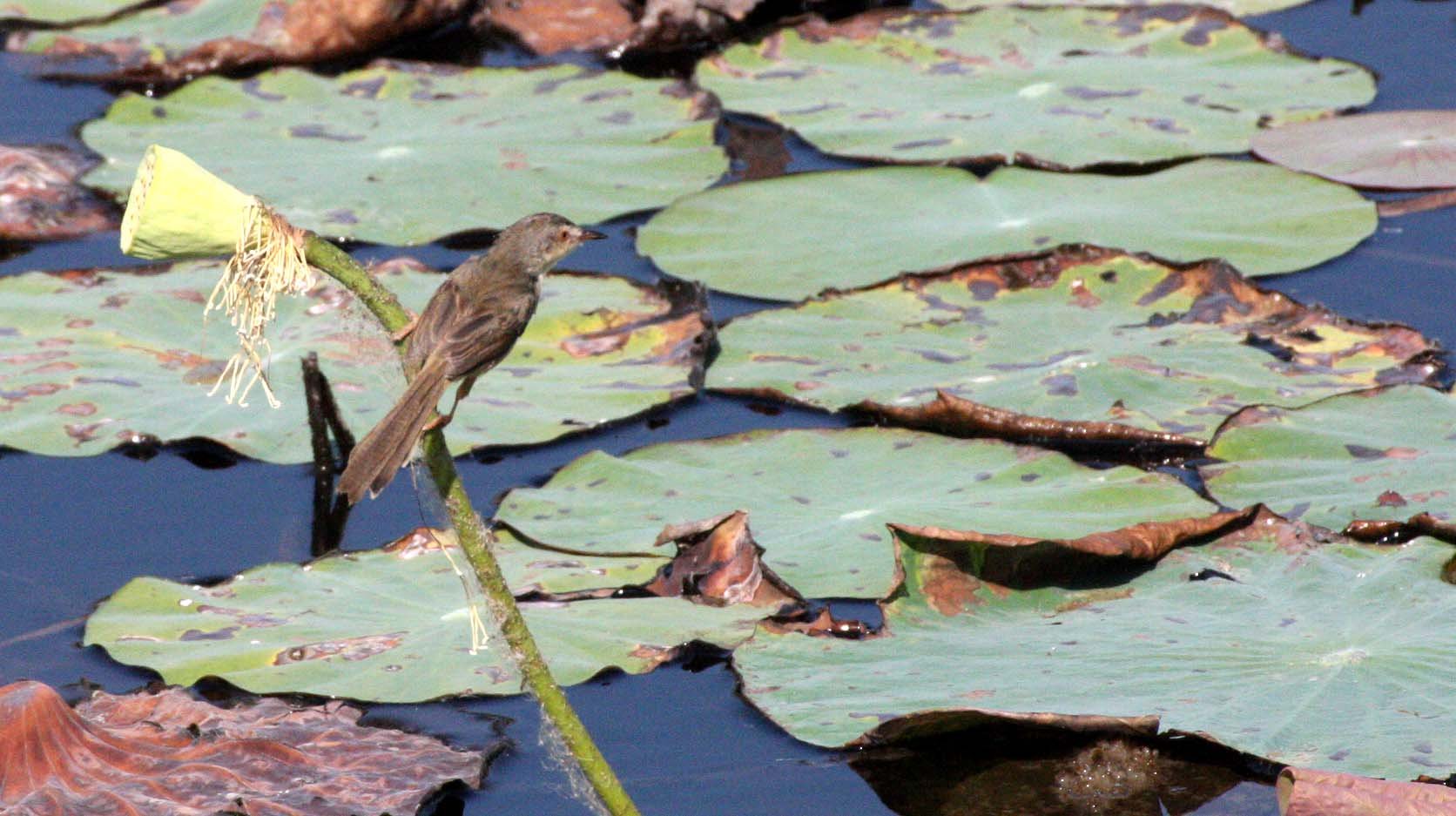 BIRD - PRINIA - PLAIN PRINIA - CONFIRM ID - KHAO SAM ROI YOT THAILAND (2).JPG