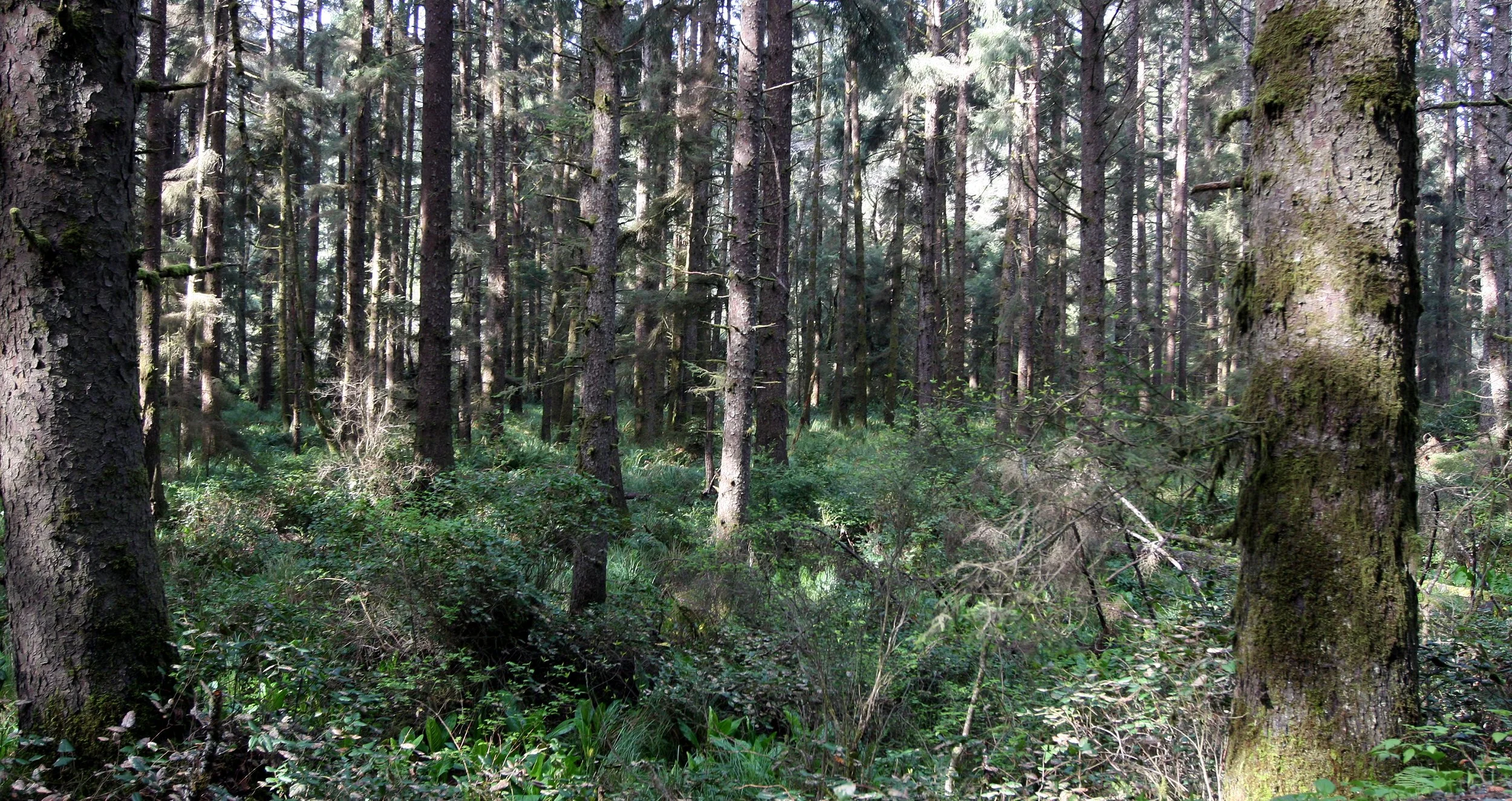 PRAIRIE CREEK STATE PARK - SITKA SPRUCE FOREST.JPG