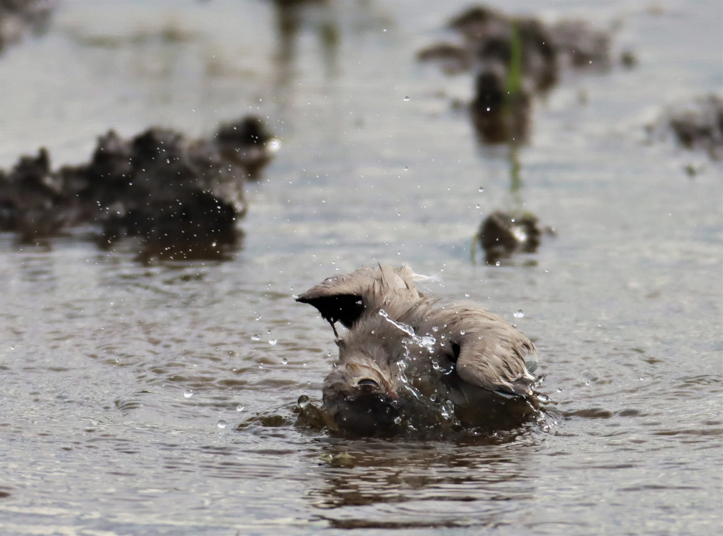 PRATINCOLE - SMALL PRATINCOLE - Glareola lactea - BANG KHAEM NAKHON PATHOM (3).jpg