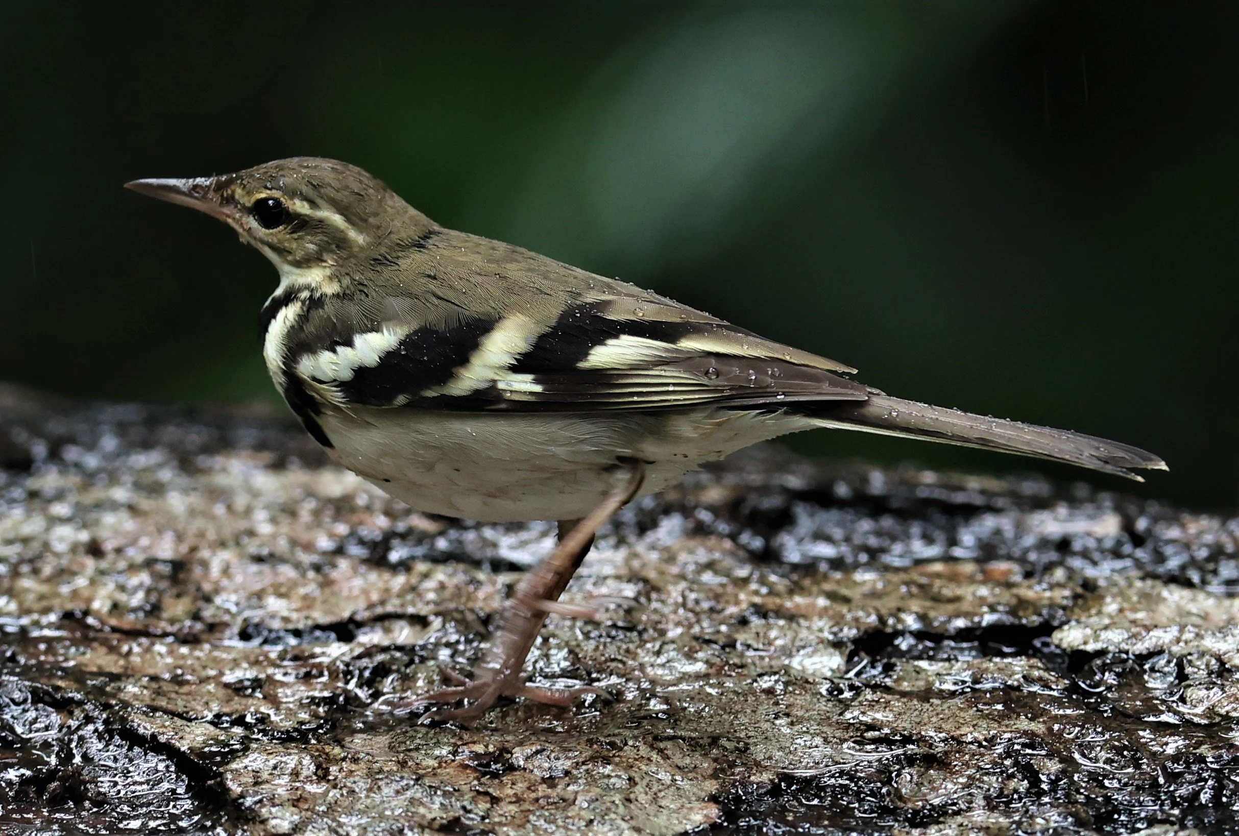 FOREST WAGTAIL - Dendronanthus indicus -KAENG KRACHAN NATIONAL PARK 16 OCT 2021 (98).jpg