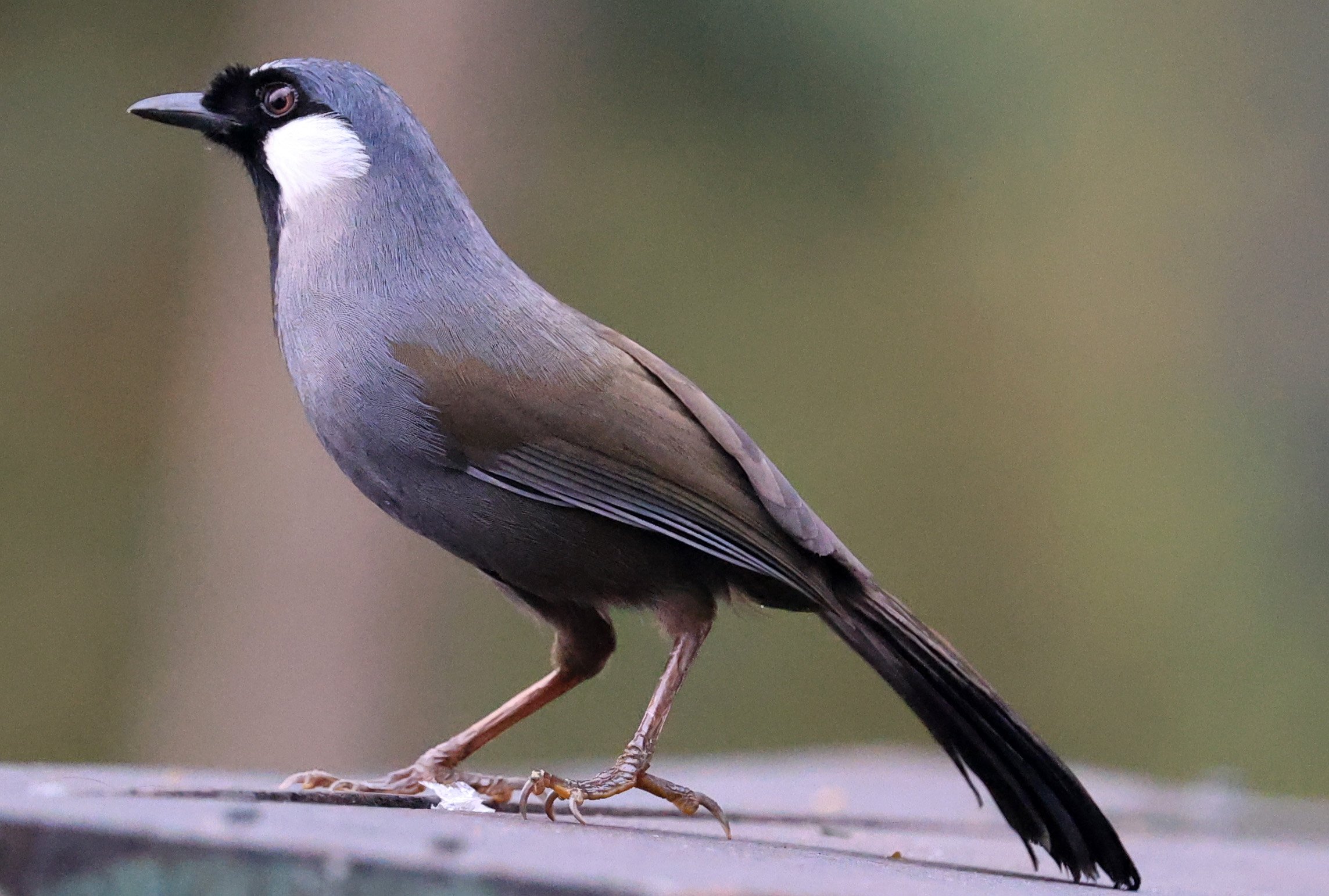 Black-throated Laughingthrush (Pterorhinus chinensis) Khao Yai National Park Feb 2026 Day 2 (22).jpg