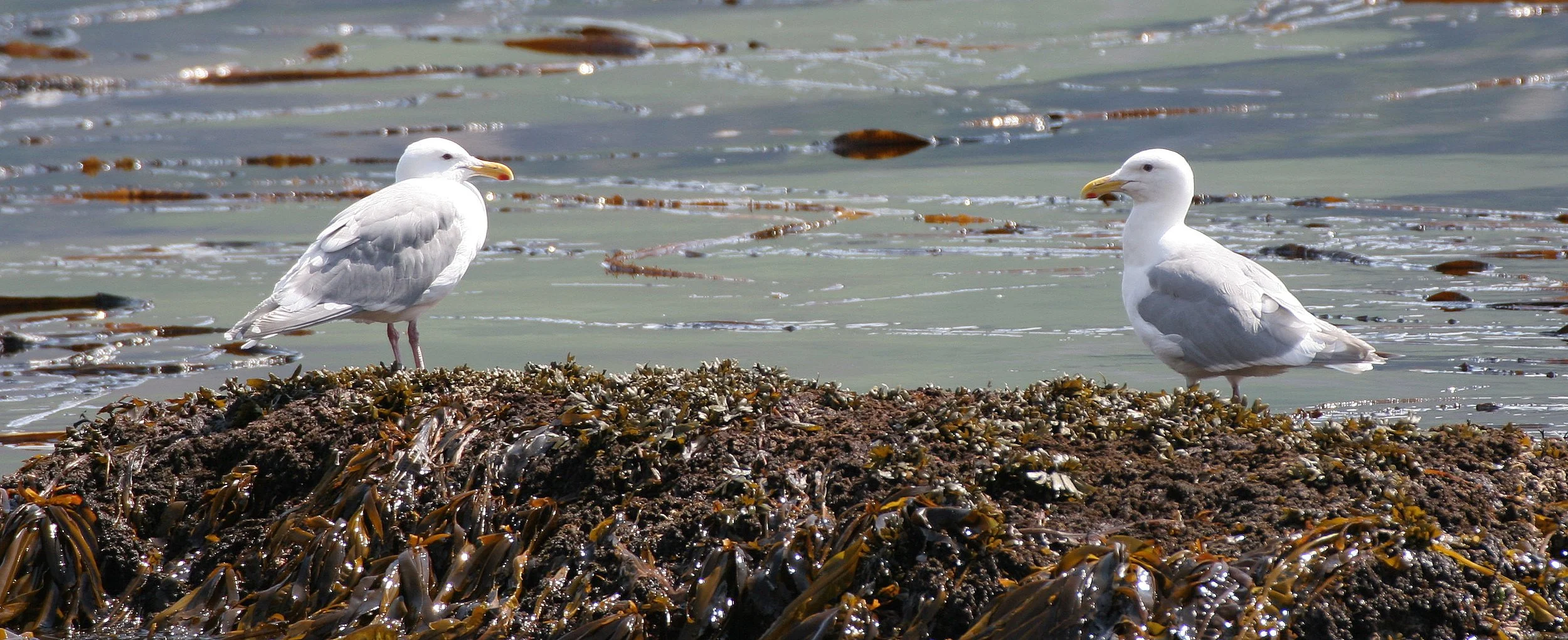 BIRD - GULL - GLAUCOUS - COMMANDERS SUBSPECIES (5).jpg