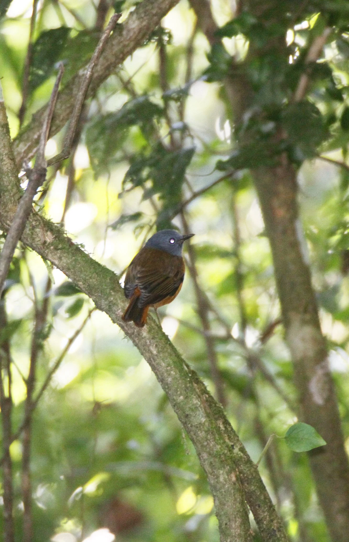 BIRD - ROCK-THRUSH - AMBER MOUNTAIN ROCK-THRUSH - MONTICOLA ERYTHRONOTUS - MONTAGNE D'AMBRE NATIONAL PARK MADAGASCAR (11).JPG