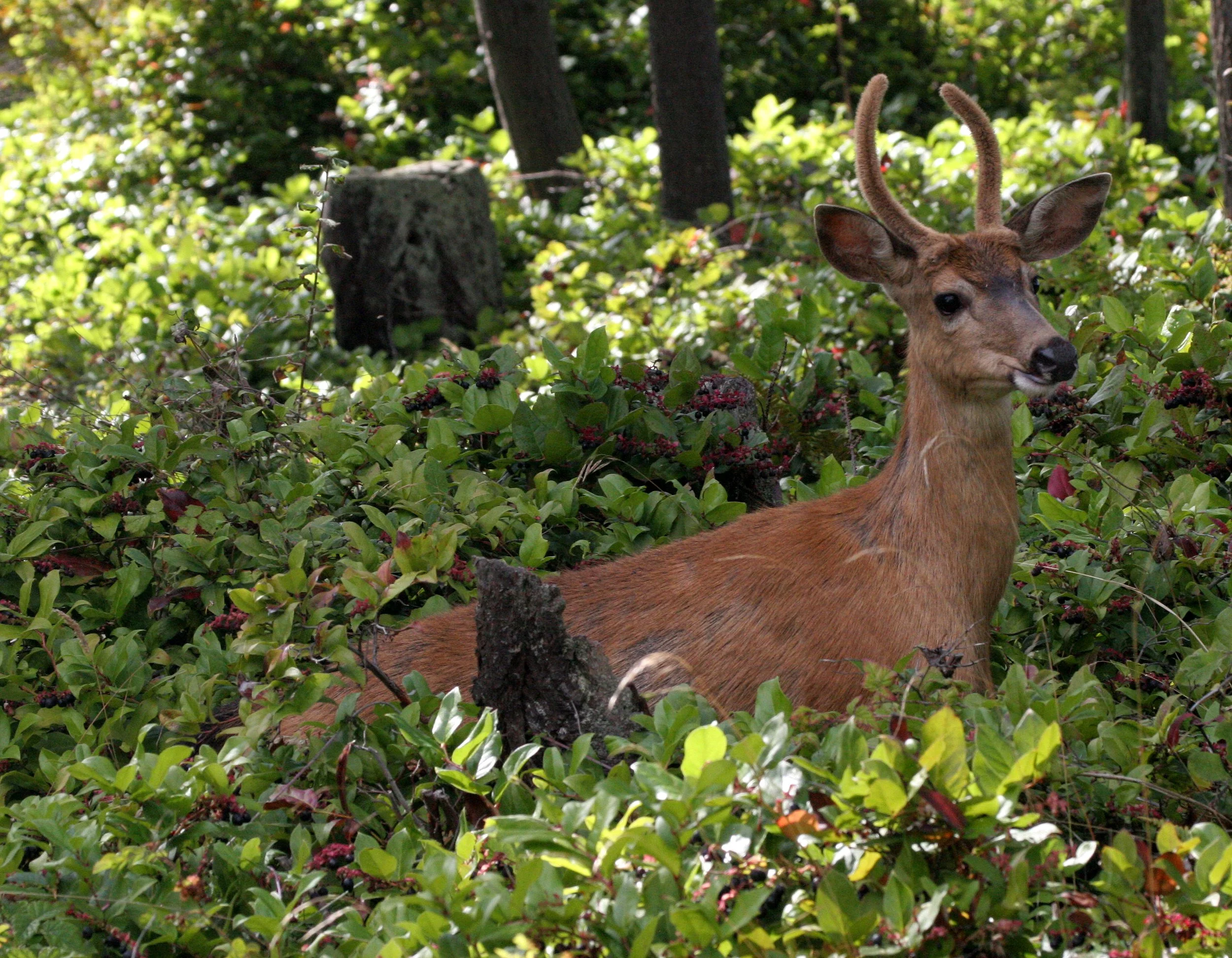 CERVID - DEER - COLUMBIA BLACK-TAILED DEER - LAKEFARM WASHINGTON (7).JPG