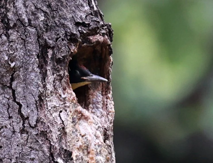 I cannot remember what bird this is!  