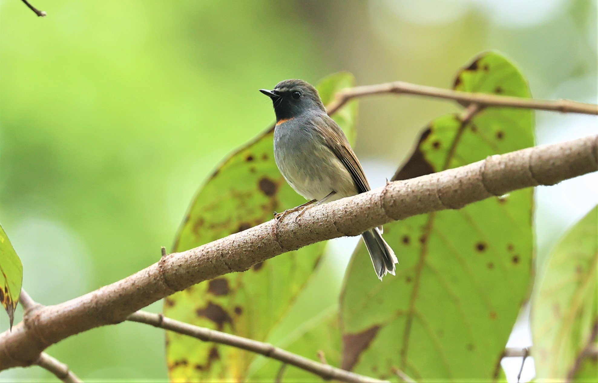 FLYCATCHER - RUFOUS-GORGETED FLYCATCHER - Ficedula strophiata - DOI SAN JU (DOI LANG WEST) FEB 2022 (12).jpg