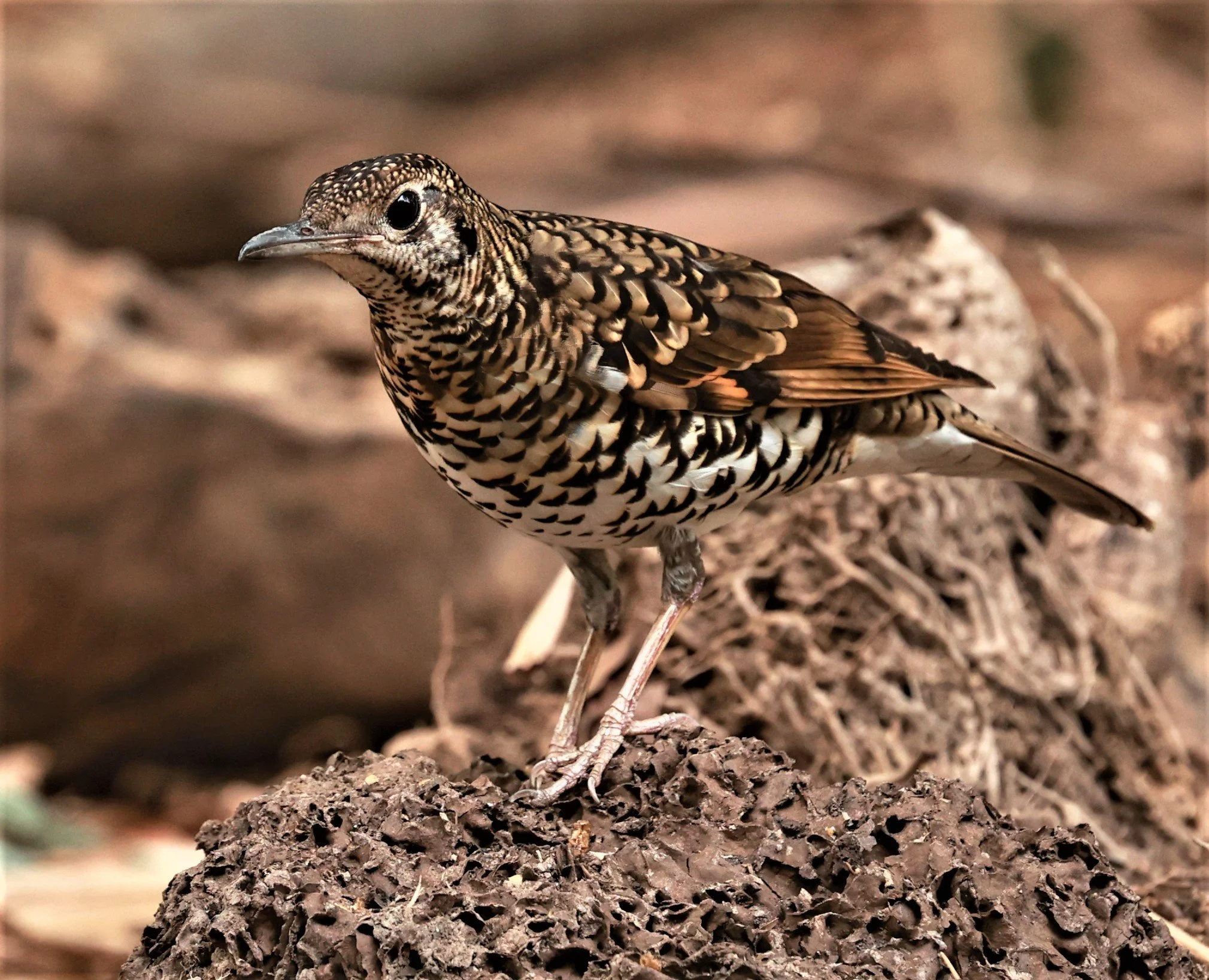 White's Thrush (Zoothera aurea) Putthamonthon Park Nakhon Pathom Thailand (17).jpg