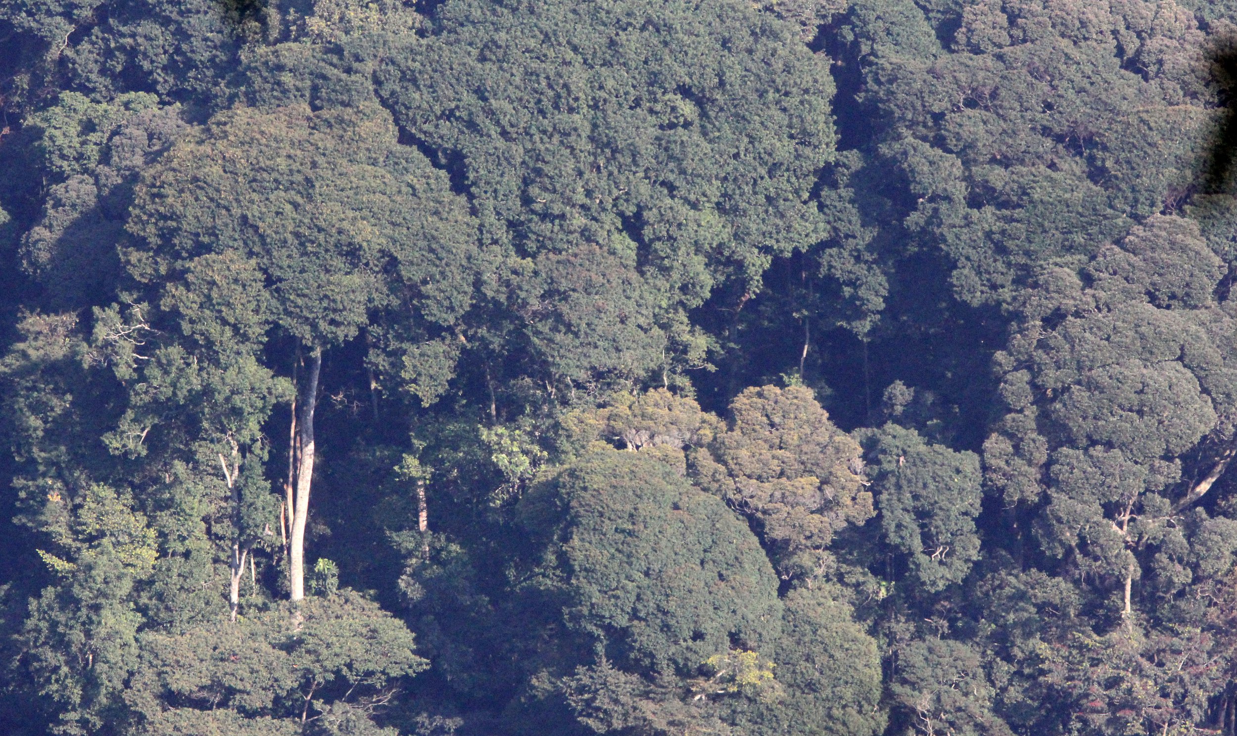 NYUNGWE NATIONAL PARK RWANDA (105).JPG