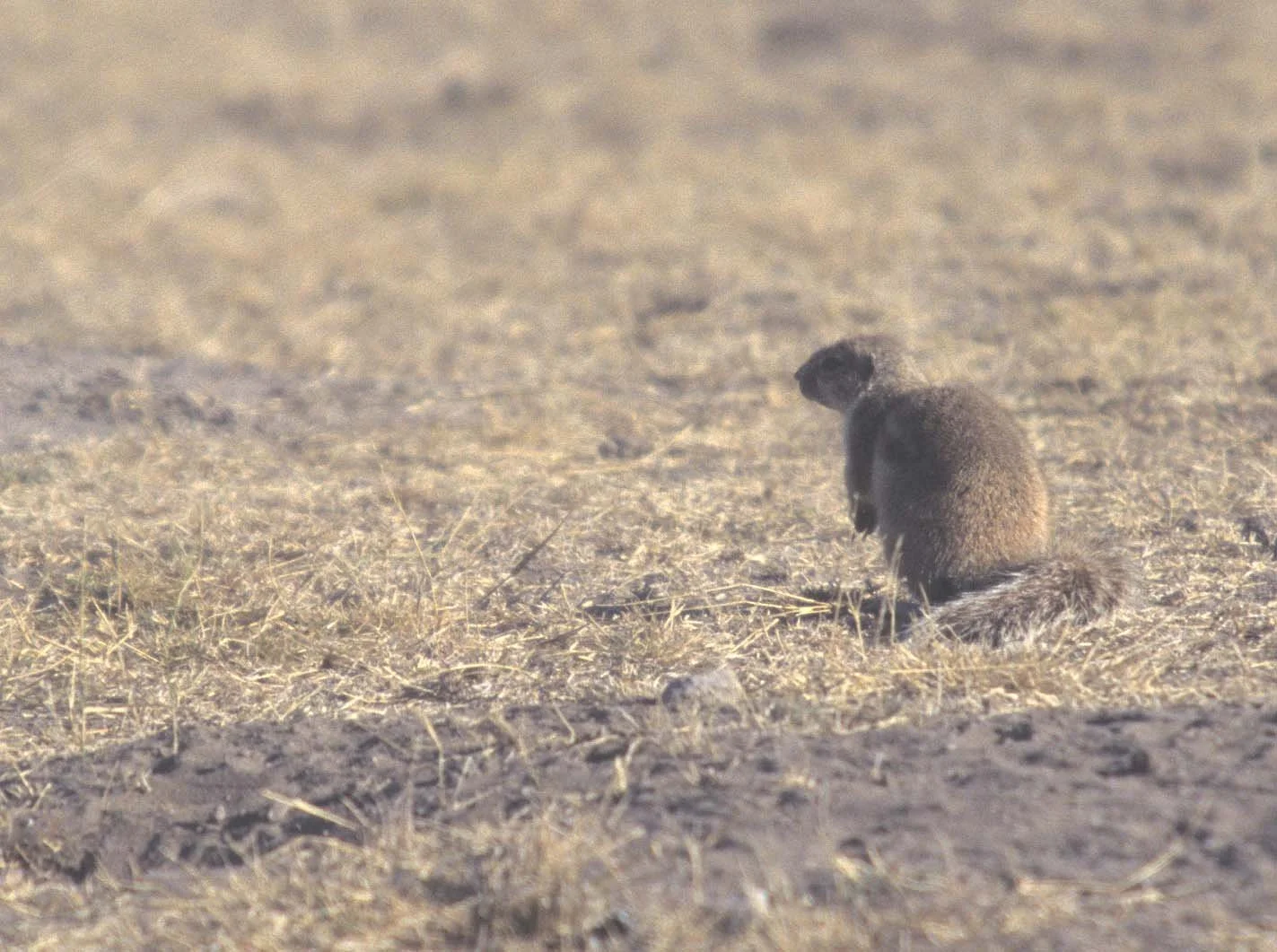 RODENTIA - CAPE GROUND SQUIRREL - RSA (2).jpg