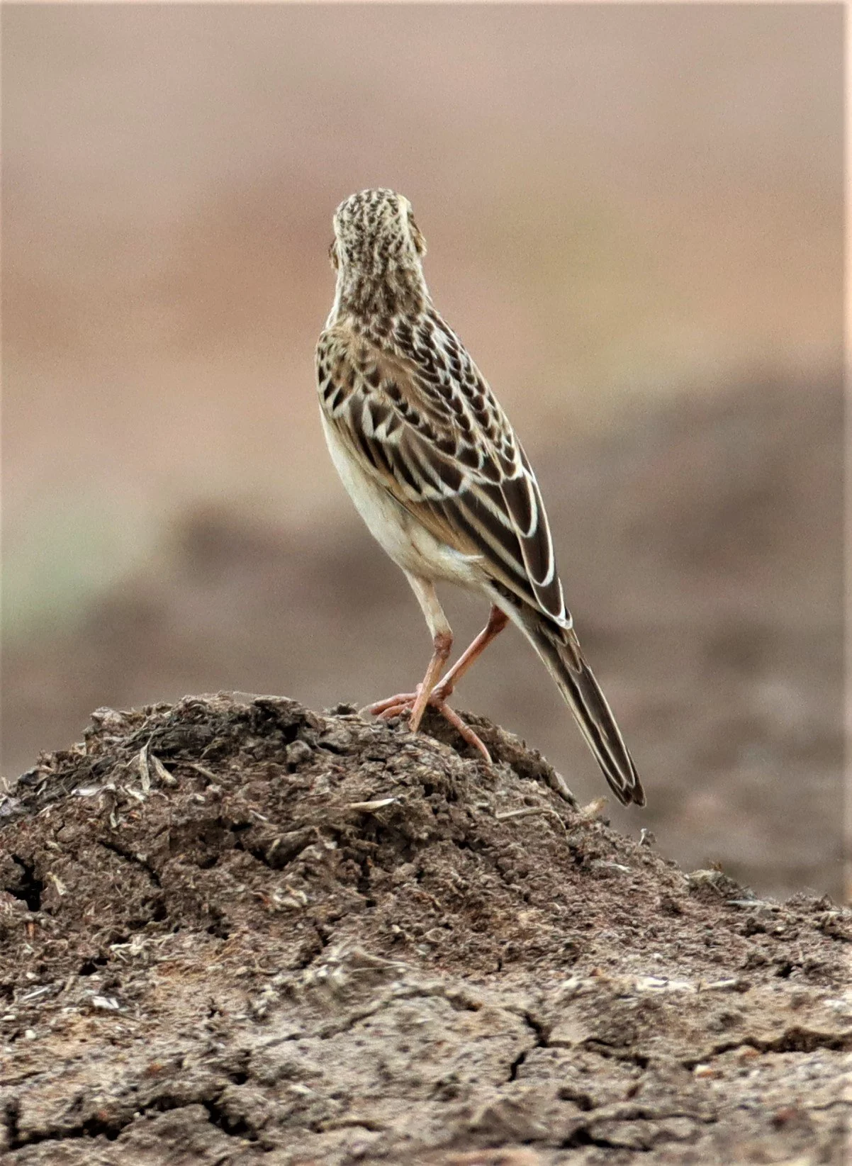 Paddyfield Pipit (Anthus rufulus) BANG KHAEM NAKHON PATHOM (1).jpg