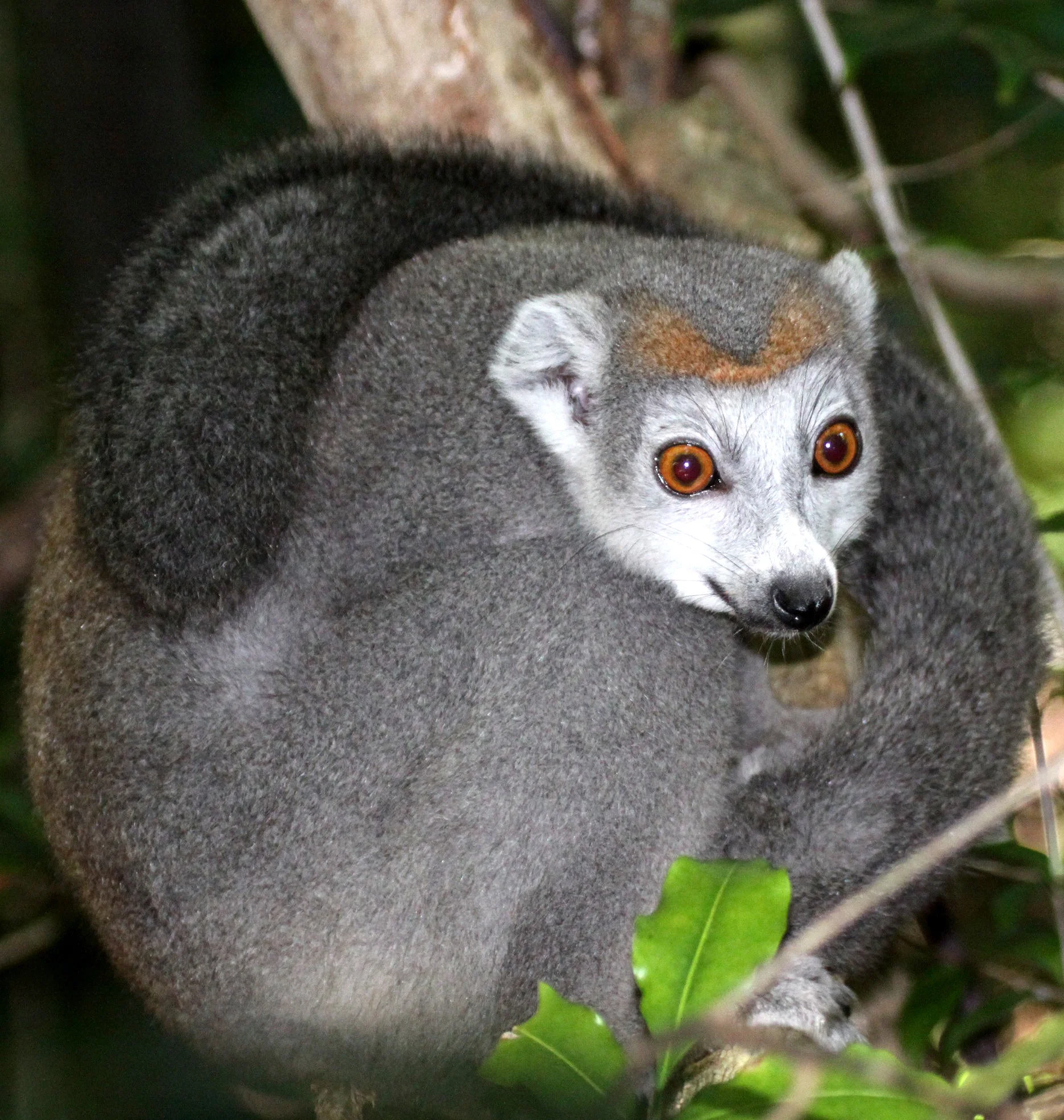 LEMURIDAE - Eulemur coronatus - CROWNED LEMUR - ANKARANA NATIONAL PARK MADAGASCAR (41).JPG