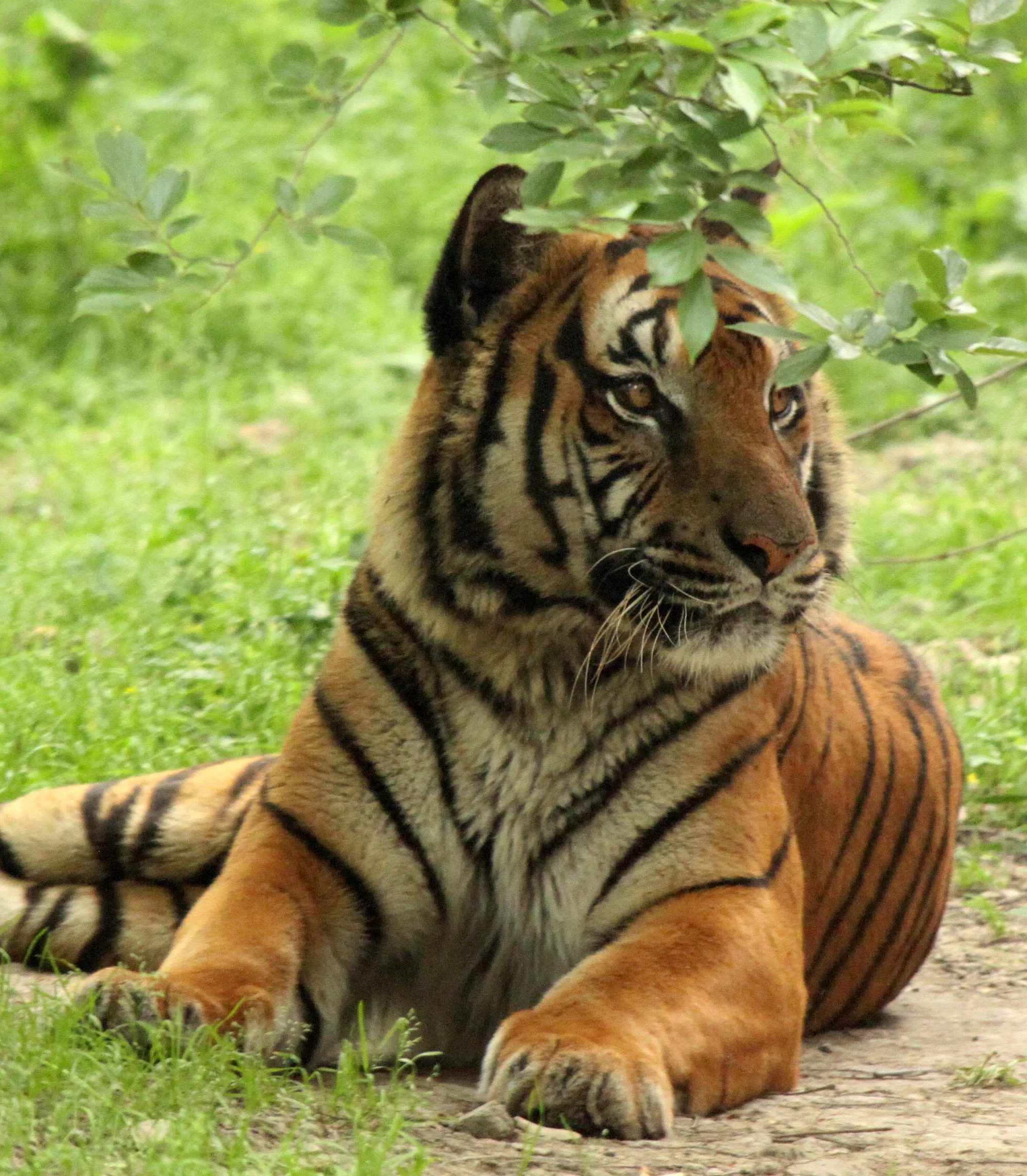 Panthera tigris amoyensis - SOUTHERN CHINA TIGER - SHANGHAI ZOO (53).JPG