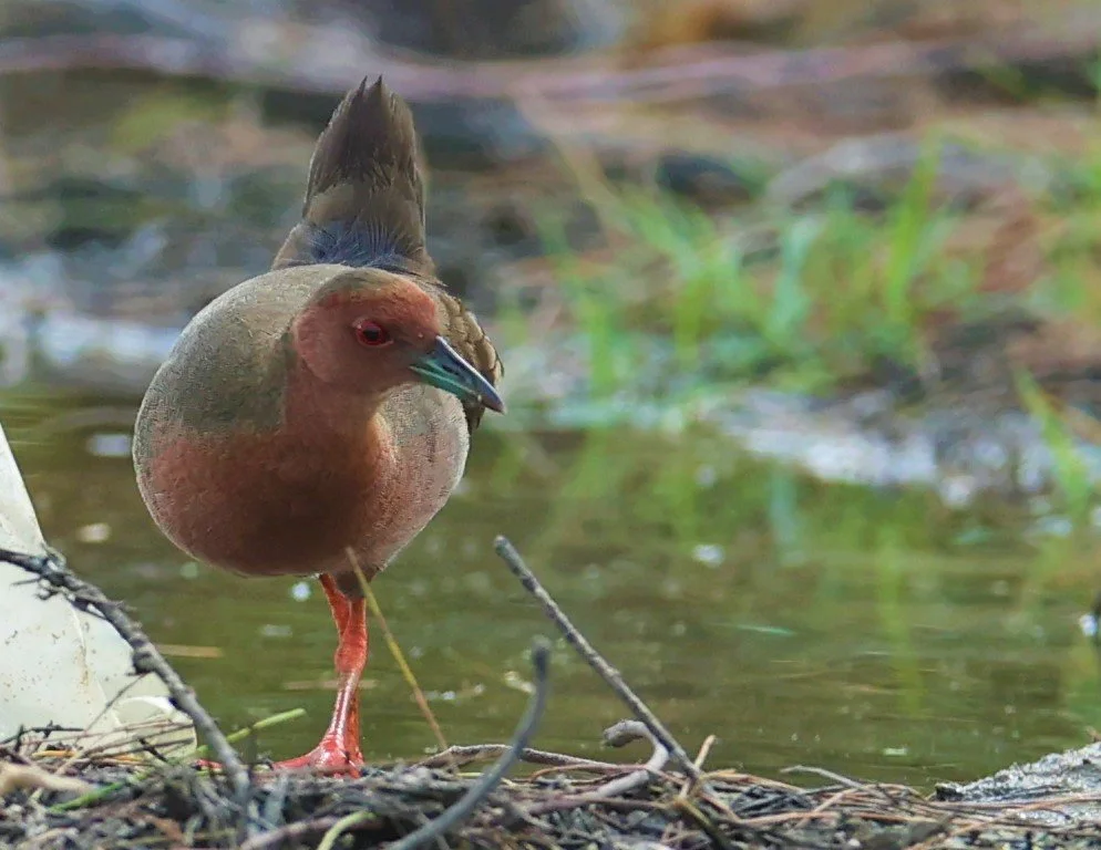 Ruddy-breasted Crake (Porzana fusca) Khao Sam Roi Yod NP Thailand (42).jpg