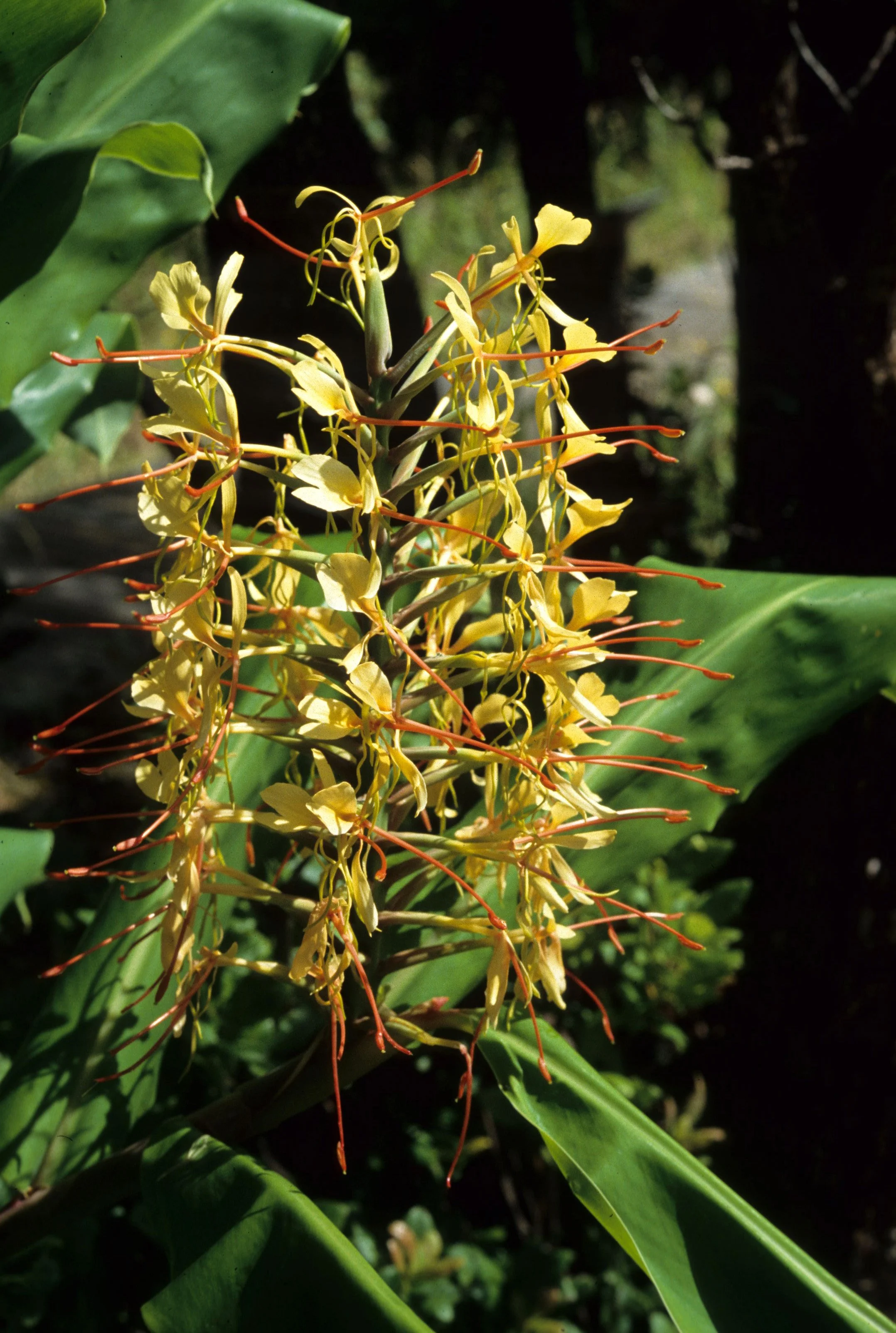 HAWAII - HAWAII - GINGER - KAHILA GINGER - HEDYCHIUM GARDNERIARUM.jpg