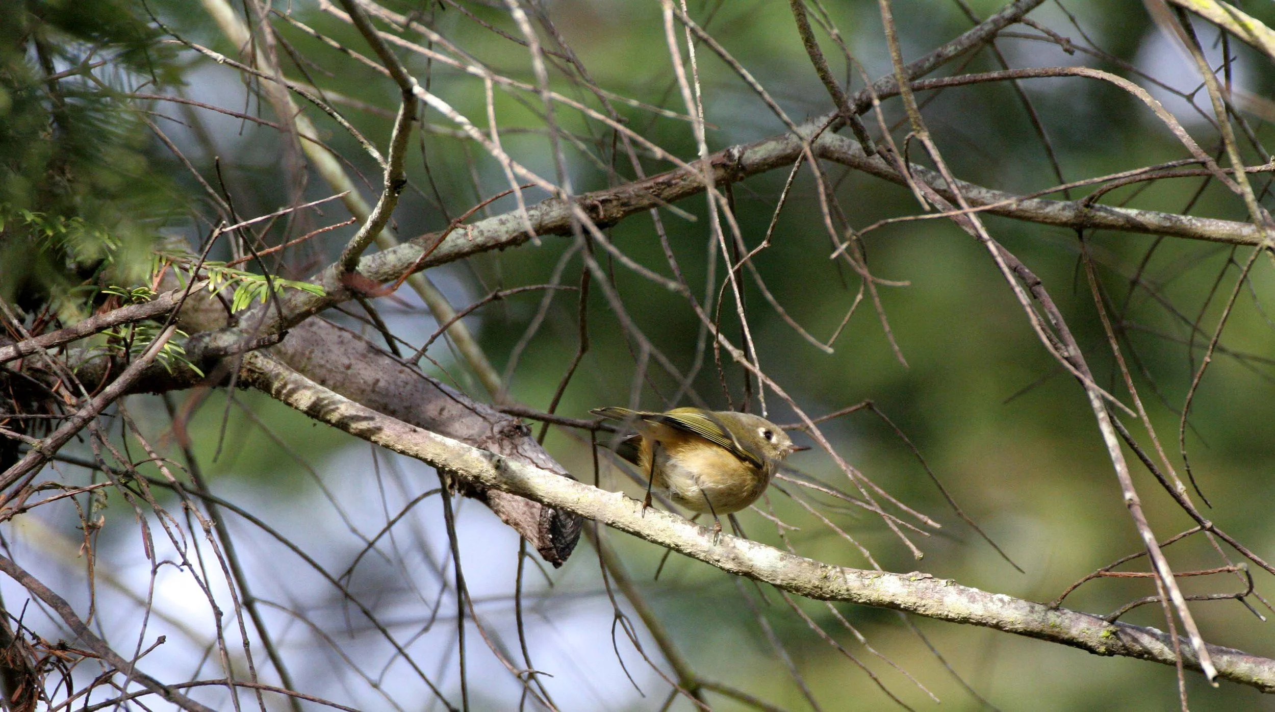 Hutton's Vireo (Vireo huttoni) Lake Farm Olympic Peninsula Washington (22).jpg